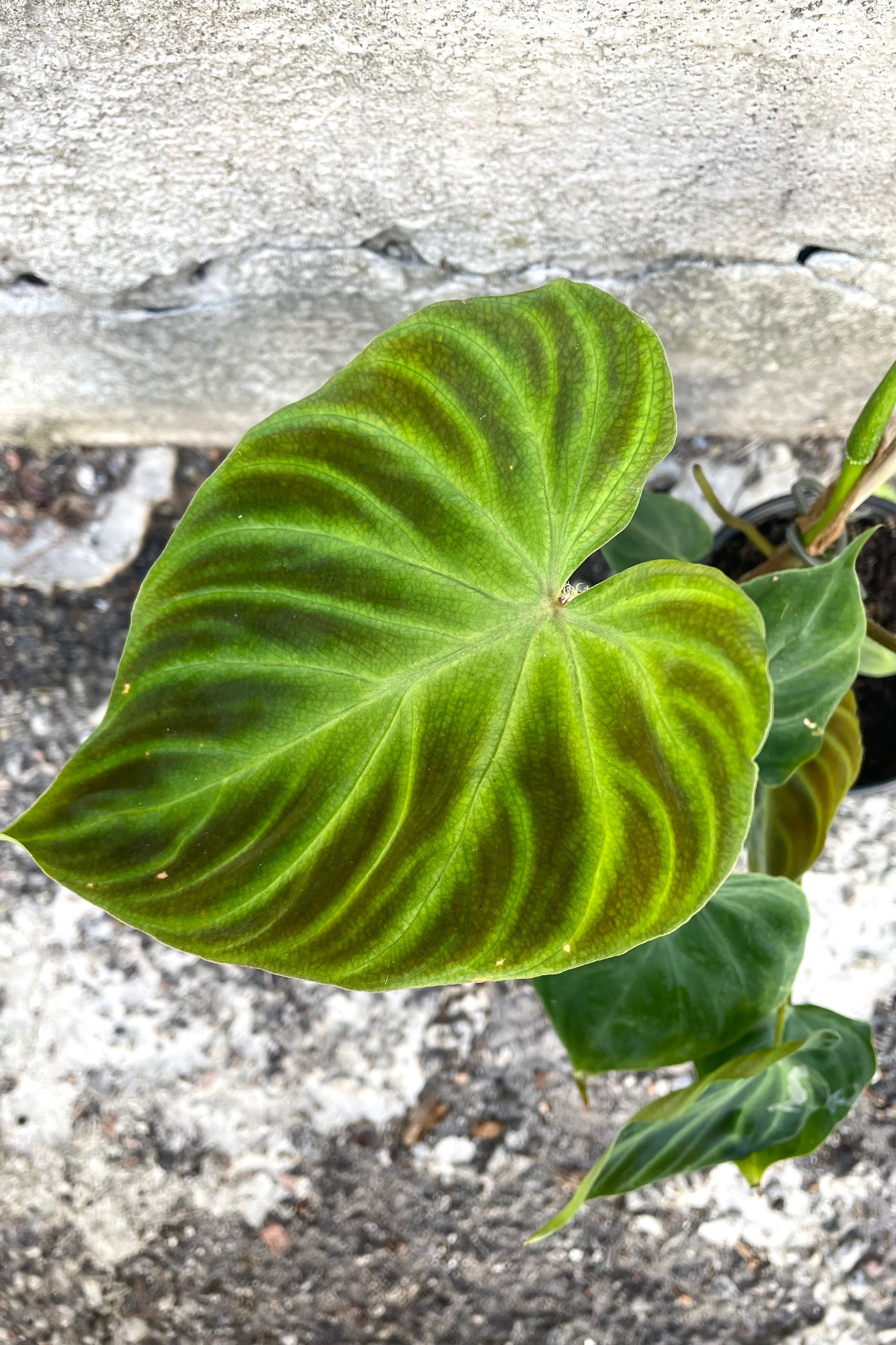 An overhead detailed view of Philodendron verrucousum 4" against a concrete backdrop ©Sprout Home