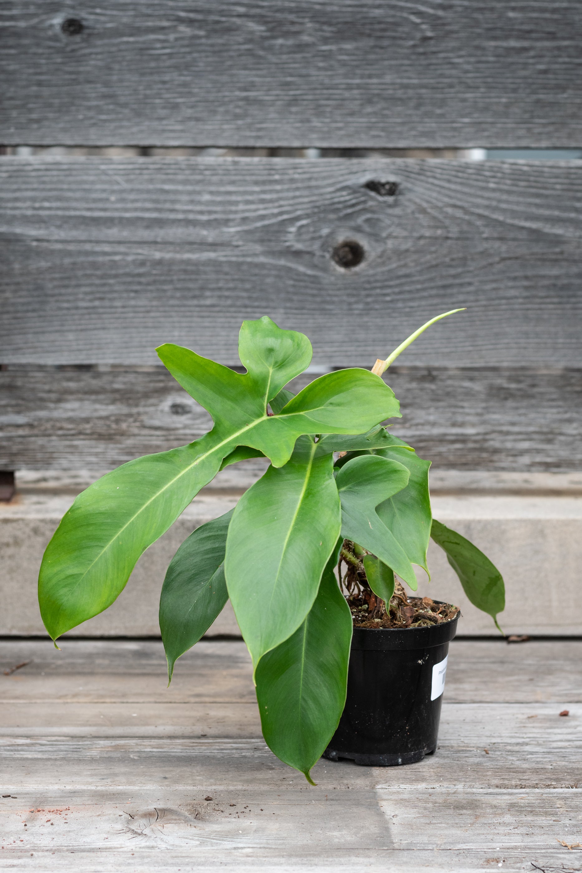 Philodendron squamiferum 4"