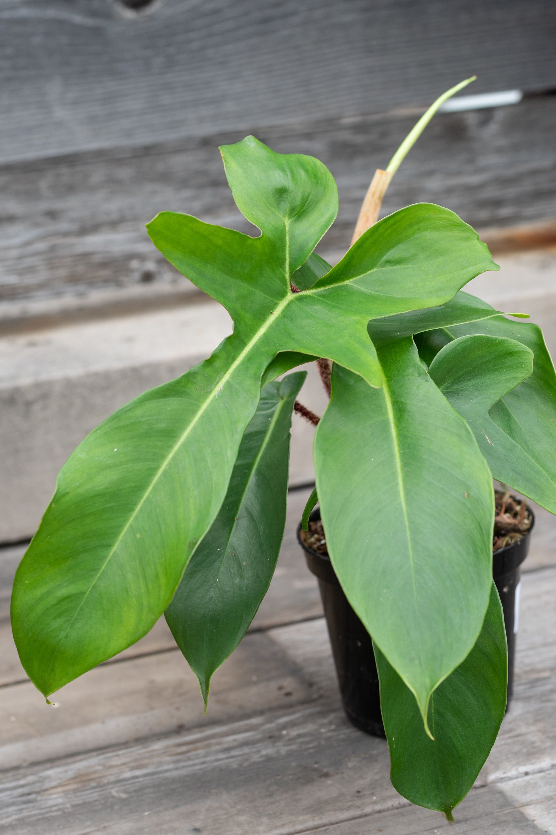 Philodendron squamiferum 4"