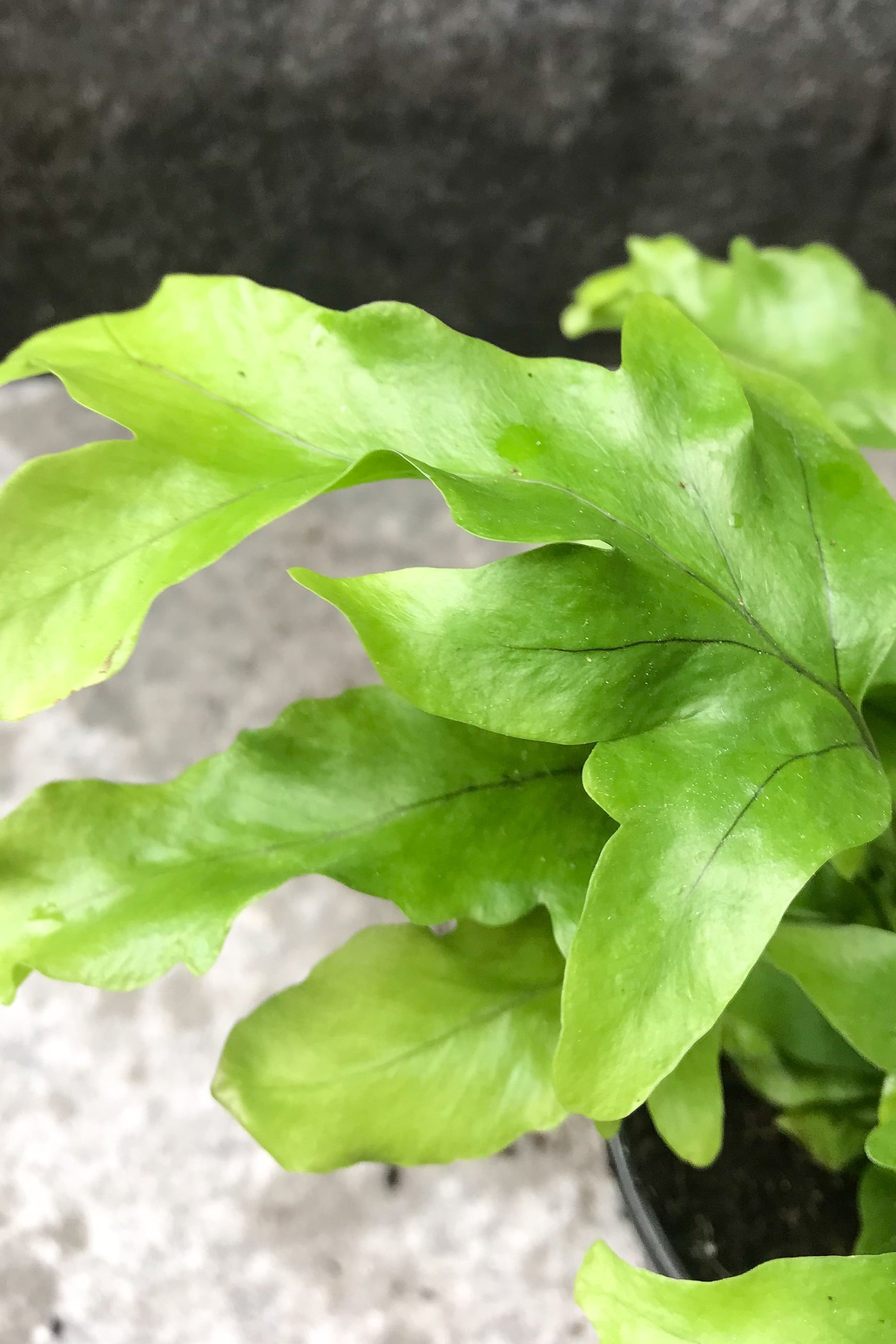 A close-up image of a potted Phlebosia 'Nicolas Diamond' plant showing its green fronds with crests at the tips. ©Sprout Home