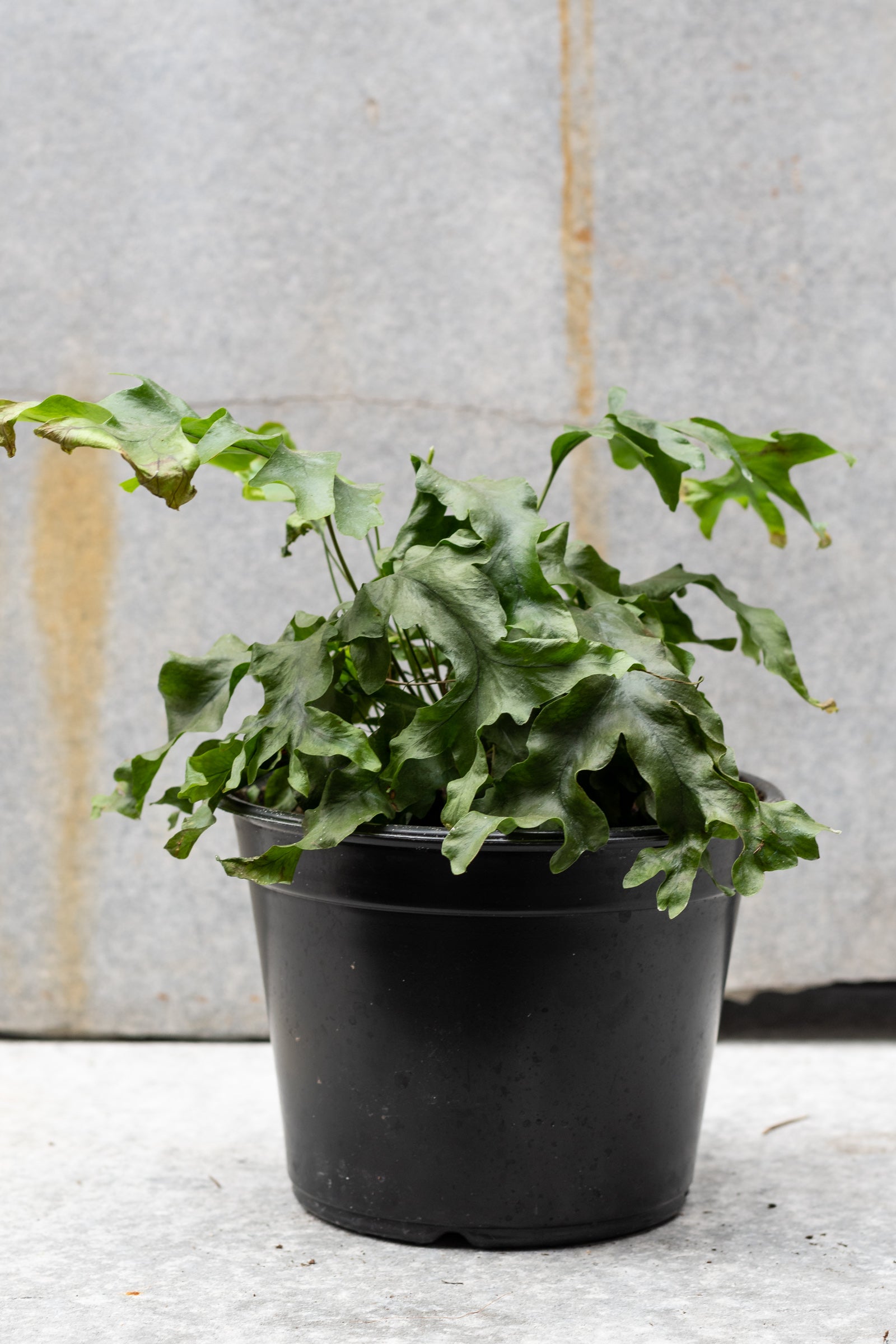 Nicolas Diamond Phlebosia plant in a 6" growers pot in front of a gray wall ©Sprout Home