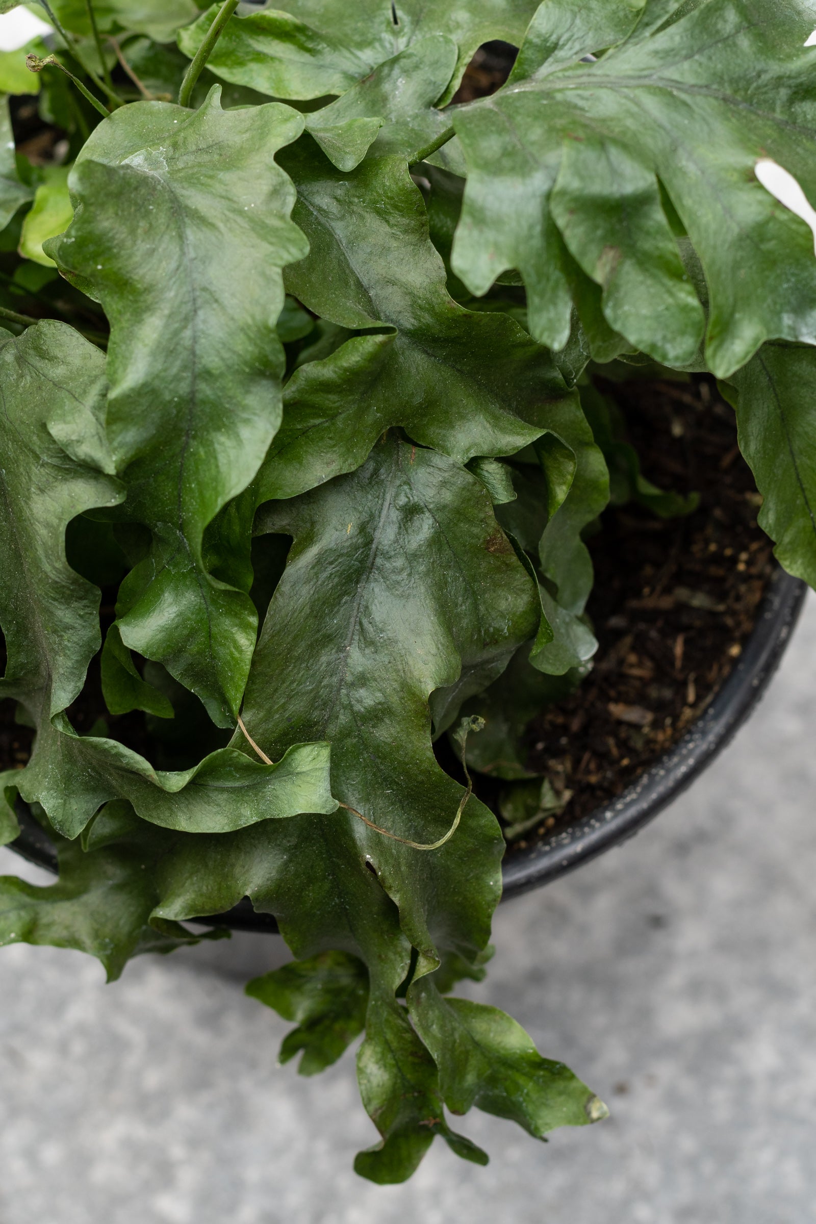 A potted Phlebosia 'Nicolas Diamond' plant with wide green fronds and crest-like tips. ©Sprout Home
