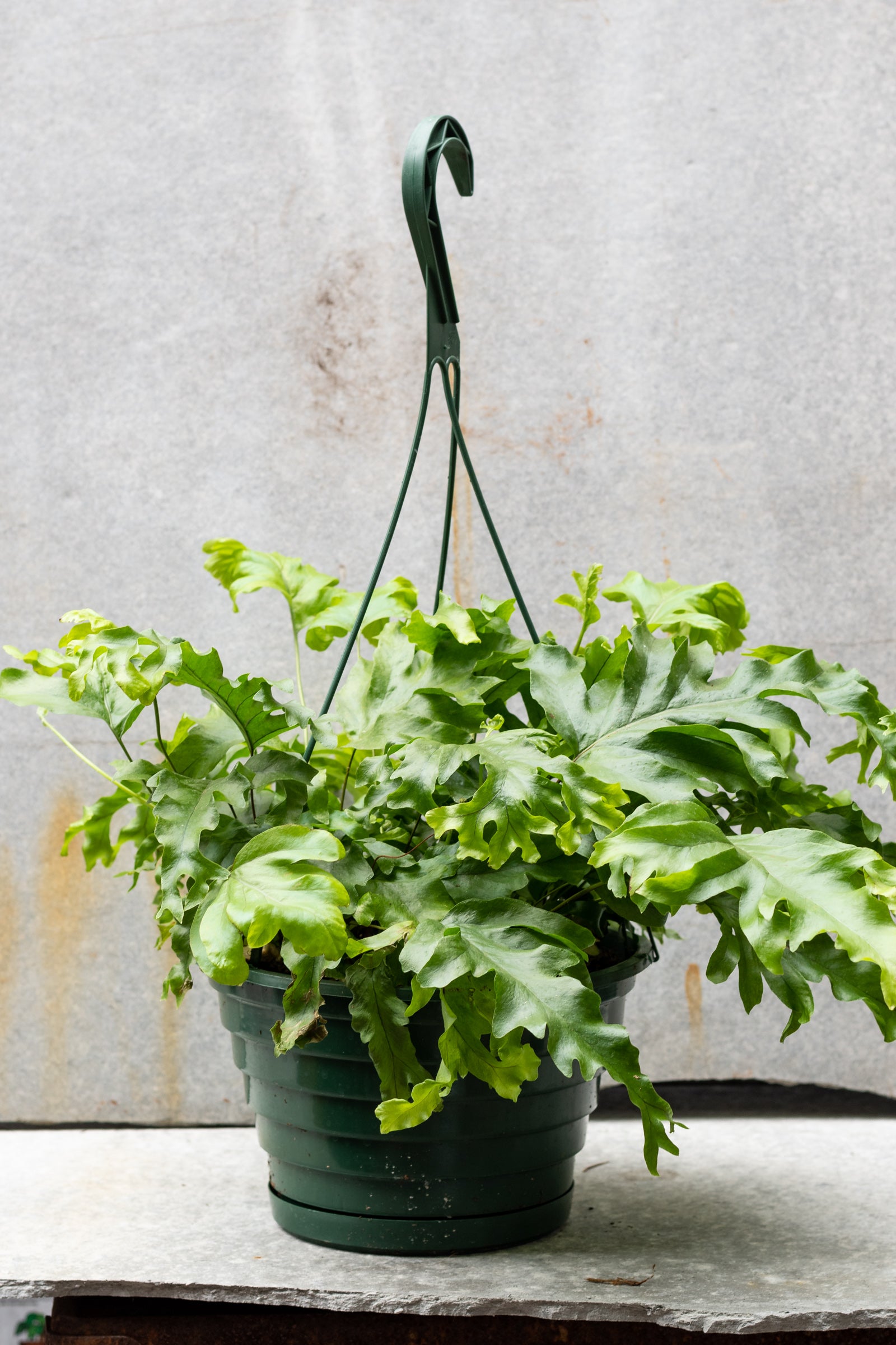 Nicolas Diamond Phlebosia plant in a 8" growers pot in front of a gray wall viewed from the side ©Sprout Home