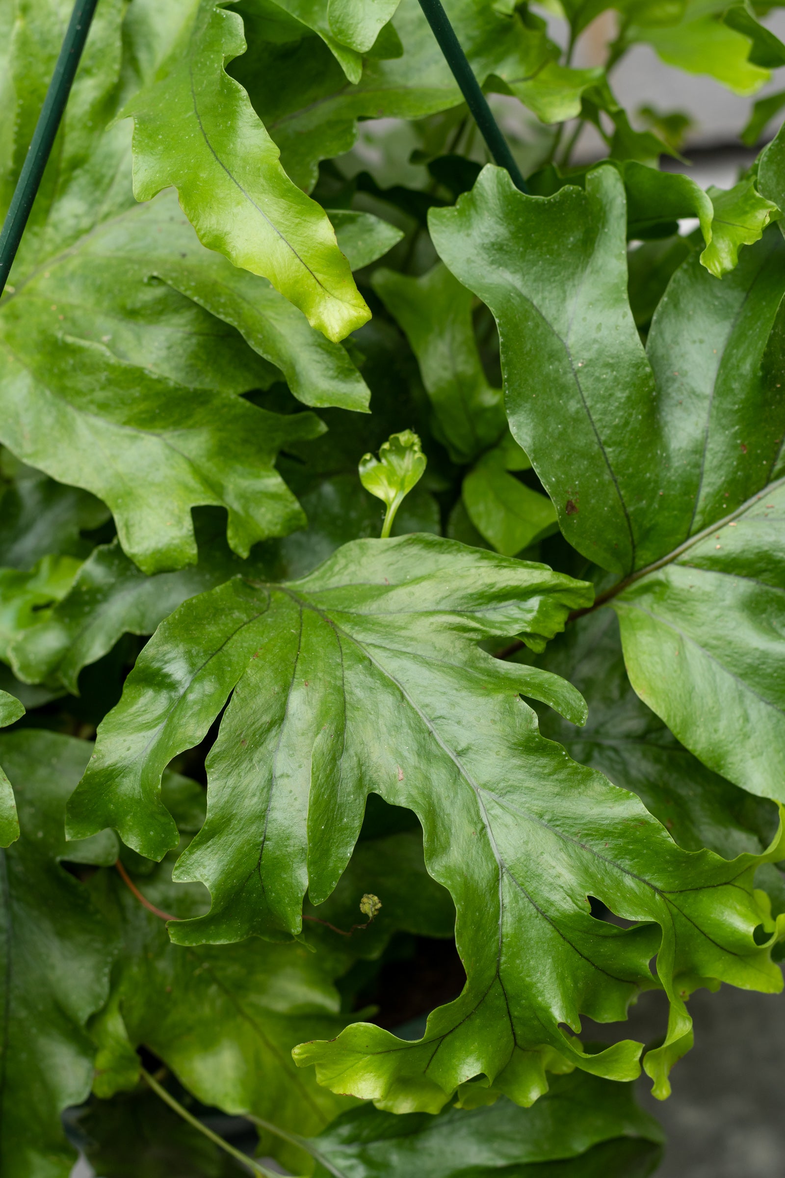 A potted Phlebosia 'Nicolas Diamond' fern with wide green fronds and a crest at the tips. ©Sprout Home