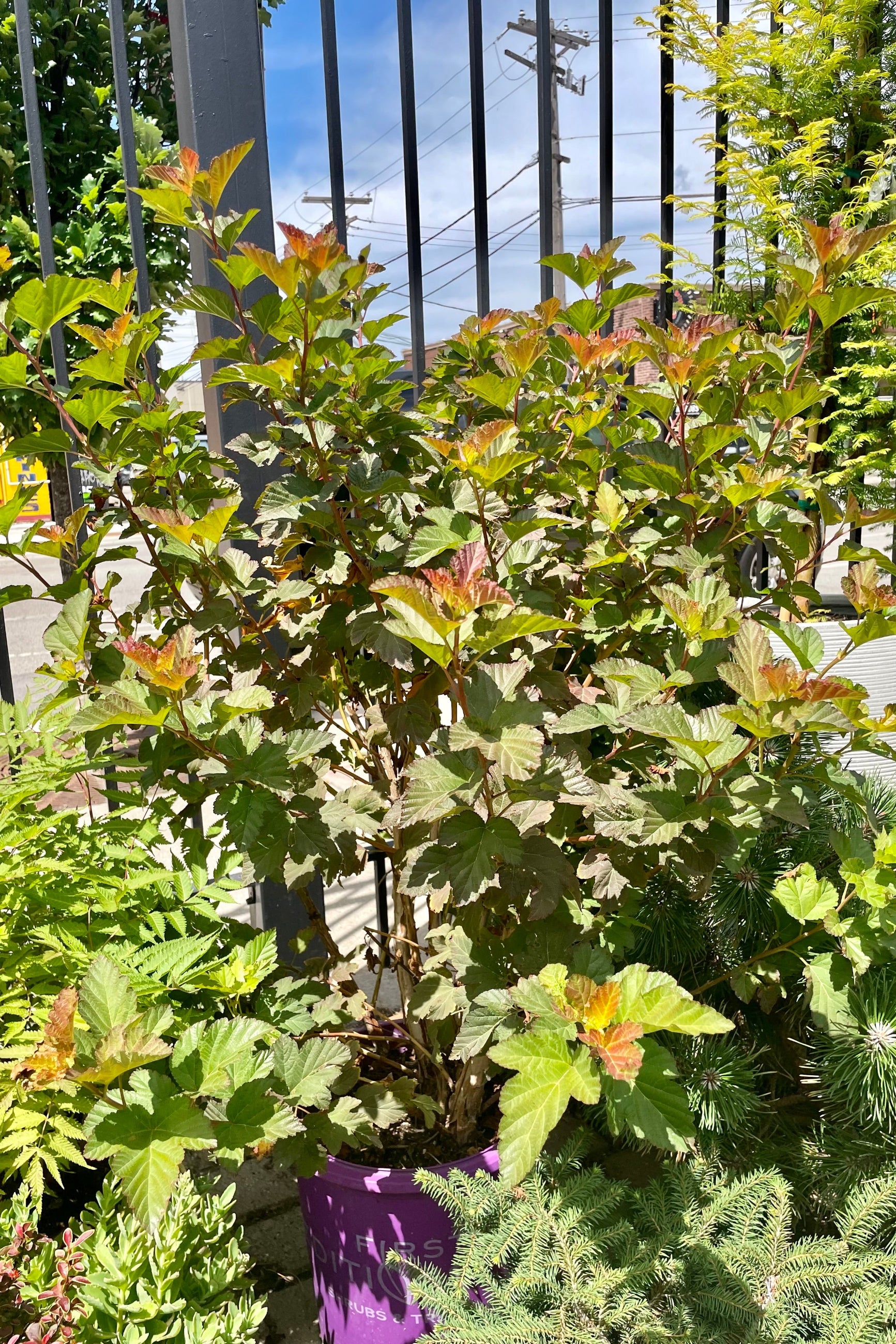 PHysocarpus 'Amber Jubilee' in a #5 pot the end of July showing its various colored leaves surrounded by other plants at Sprout Home. ©Sprout Home