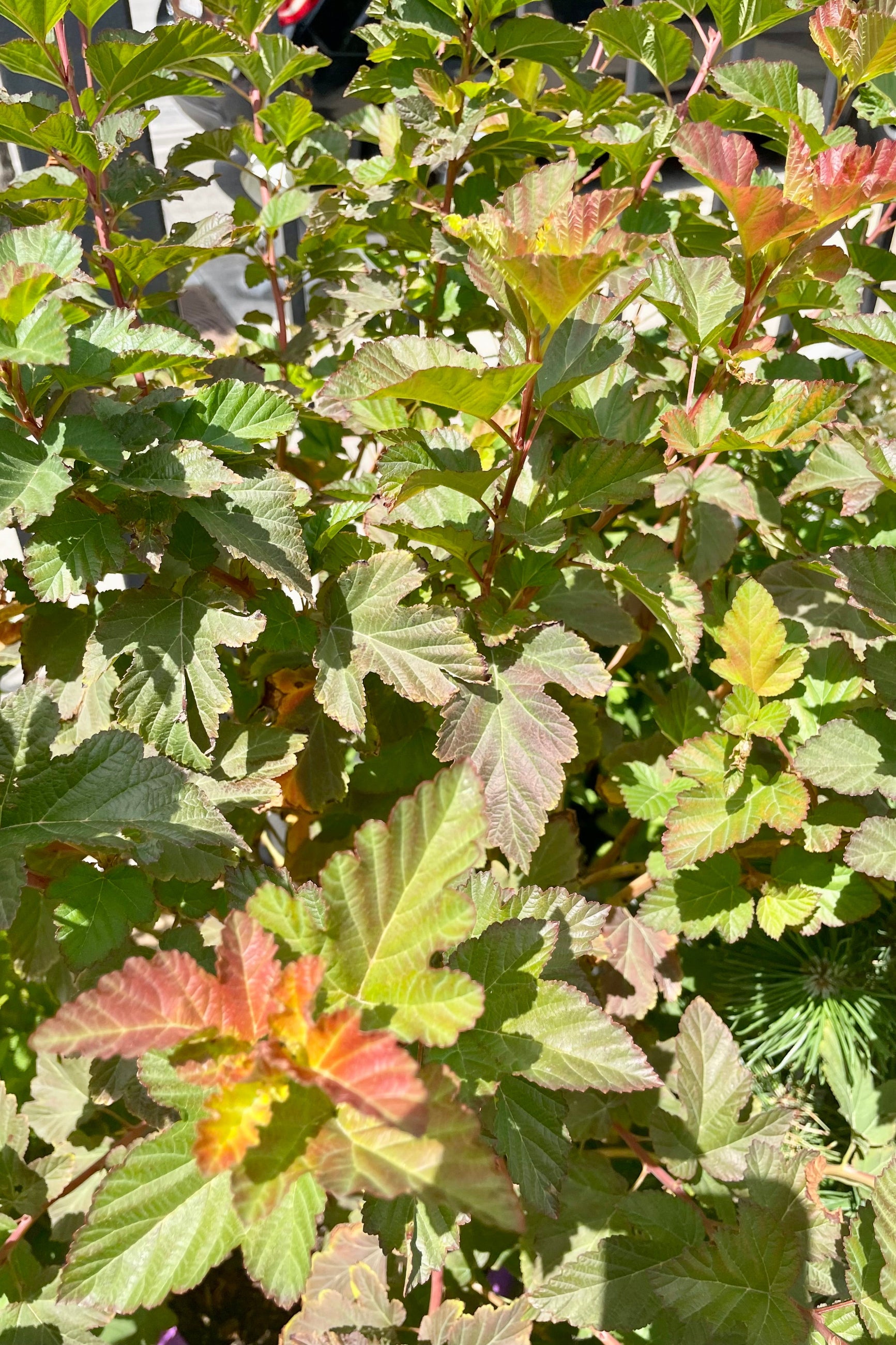Detail picture of the multicolored leaves of the Physocarpus 'Amber Jubilee' at the end of July. ©Sprout Home