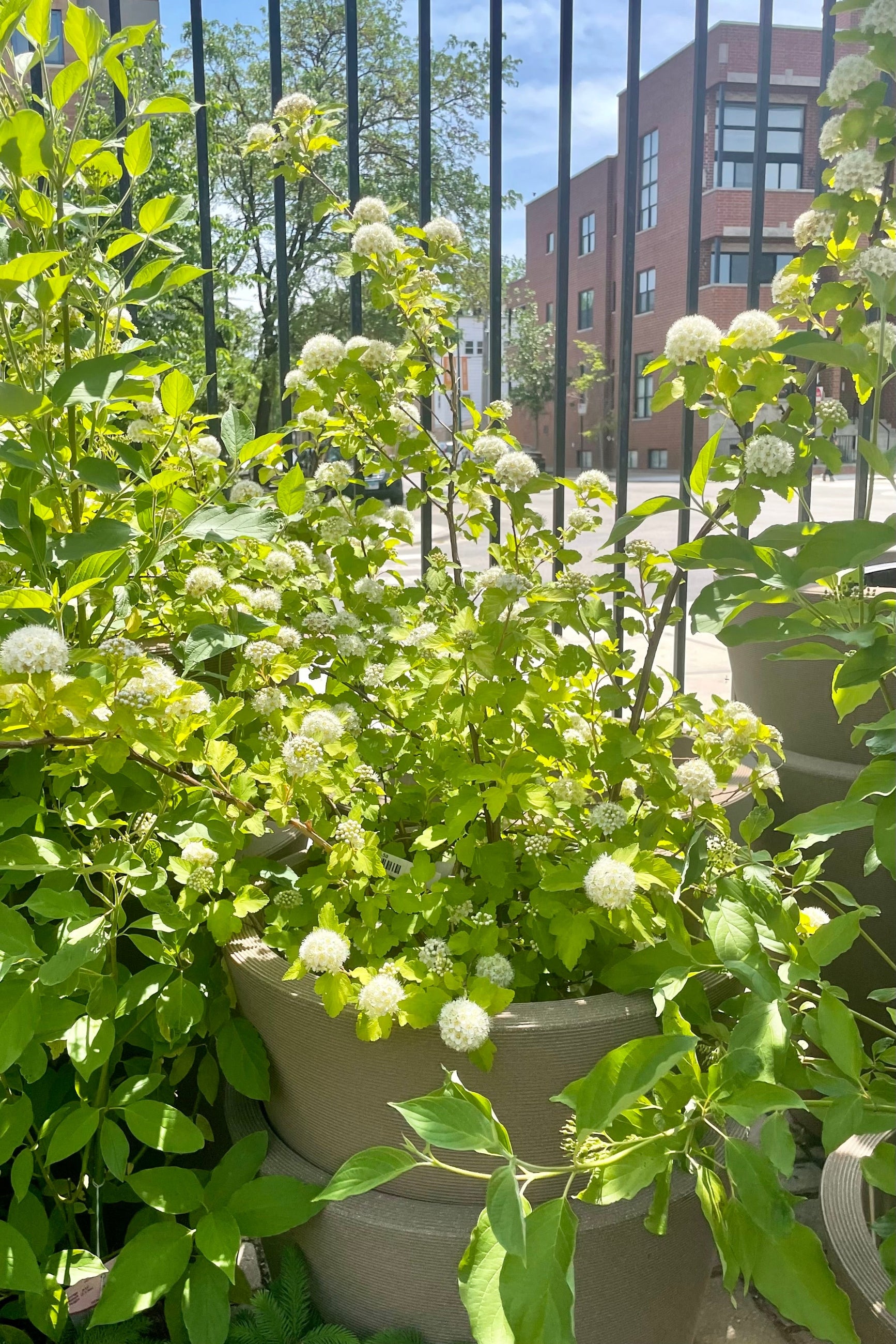 #2 size Physocarpus 'Podaras Lemon Candy' shrub in full bloom the end of May showing the white pom pom like flower clusters. ©Sprout Home