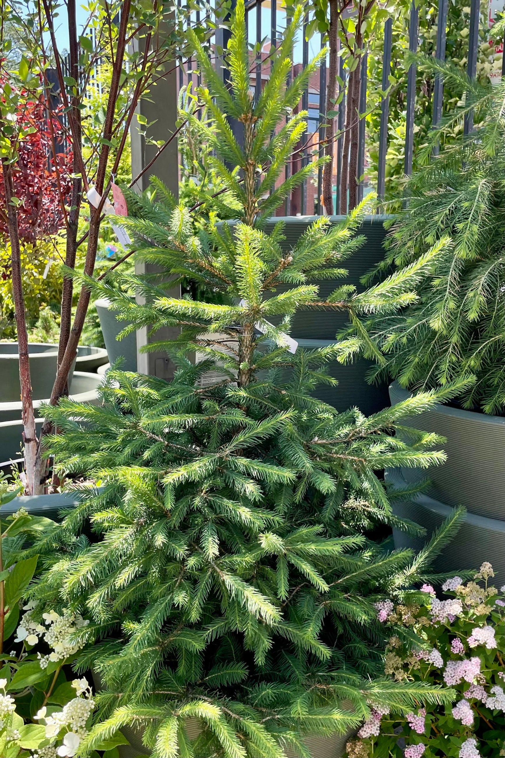 #7 pot of Piece abies surrounded by other plant material towards the end of June at Sprout Home. ©Sprout Home
