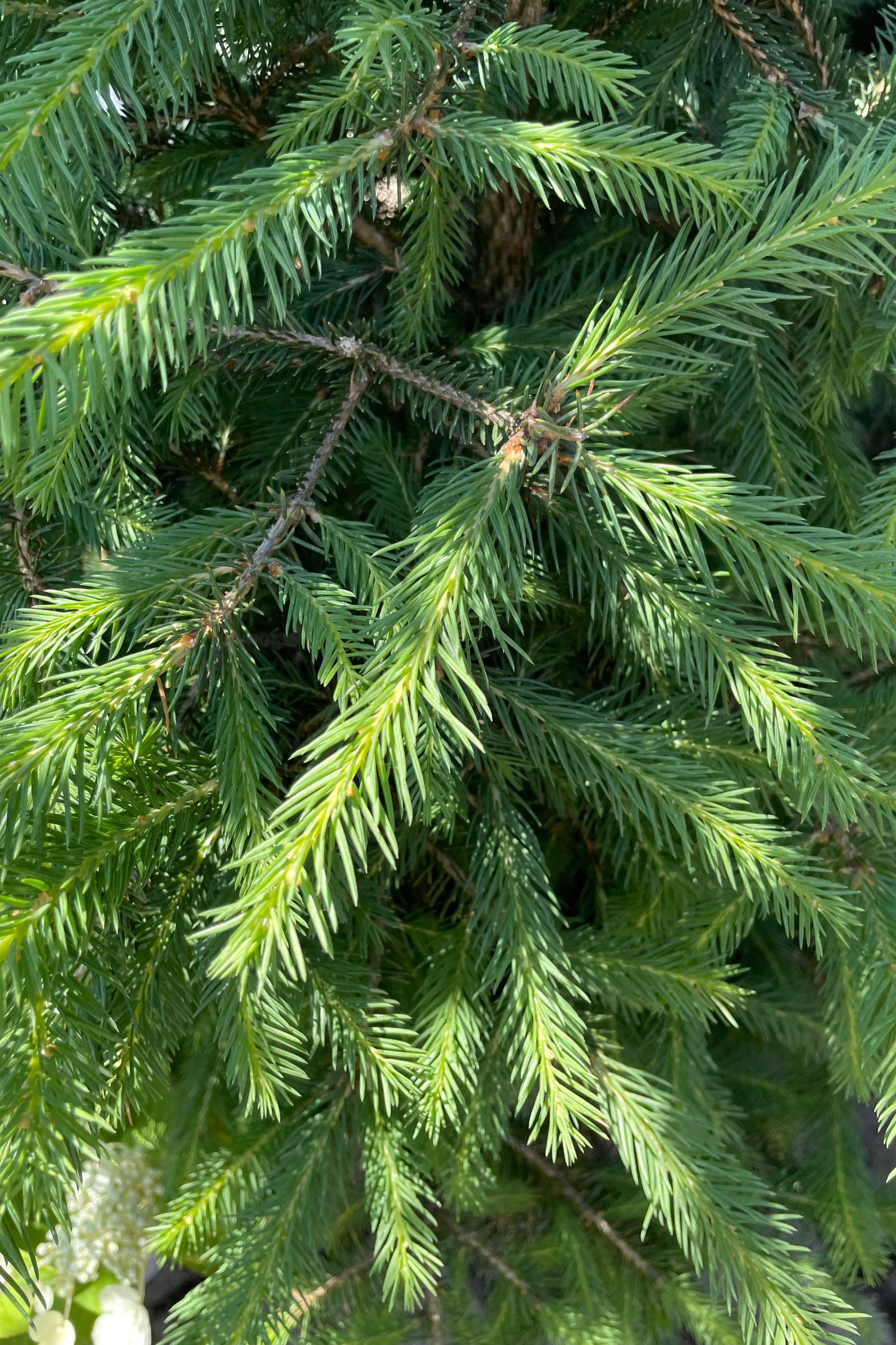 A detail picture of the soft green needles of the Piece abies tree towards the end of June at Sprout Home. ©Sprout Home
