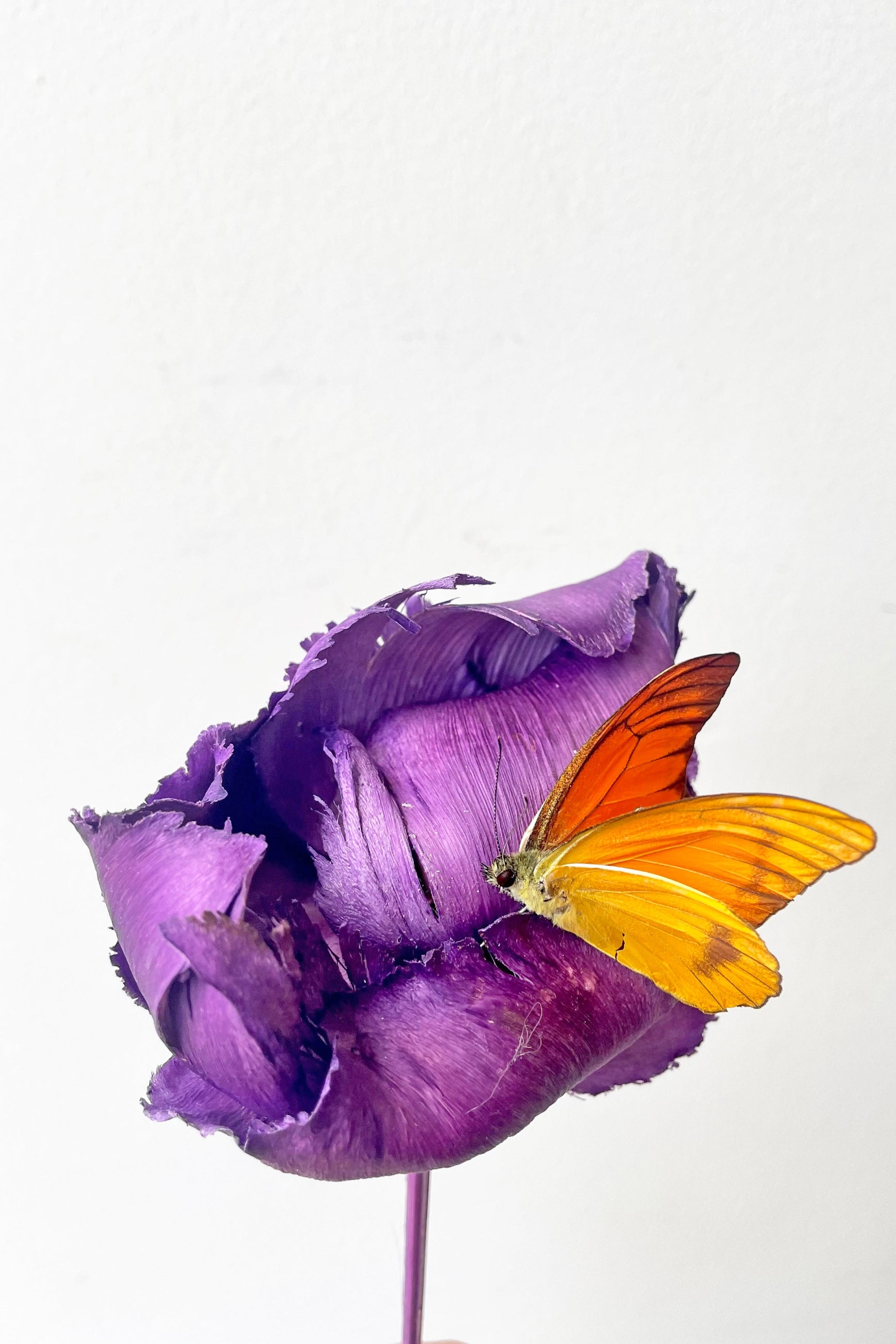 Appias nero sits atop a purple preserved flower against a white backdrop ©Sprout Home