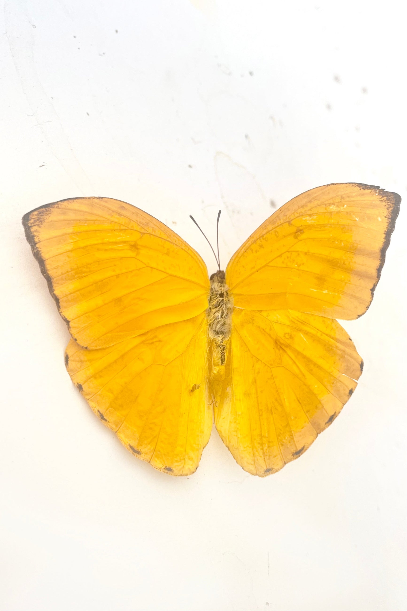A full view of Phoebis argante with bright yellow petite wingsagainst white backdrop ©Sprout Home