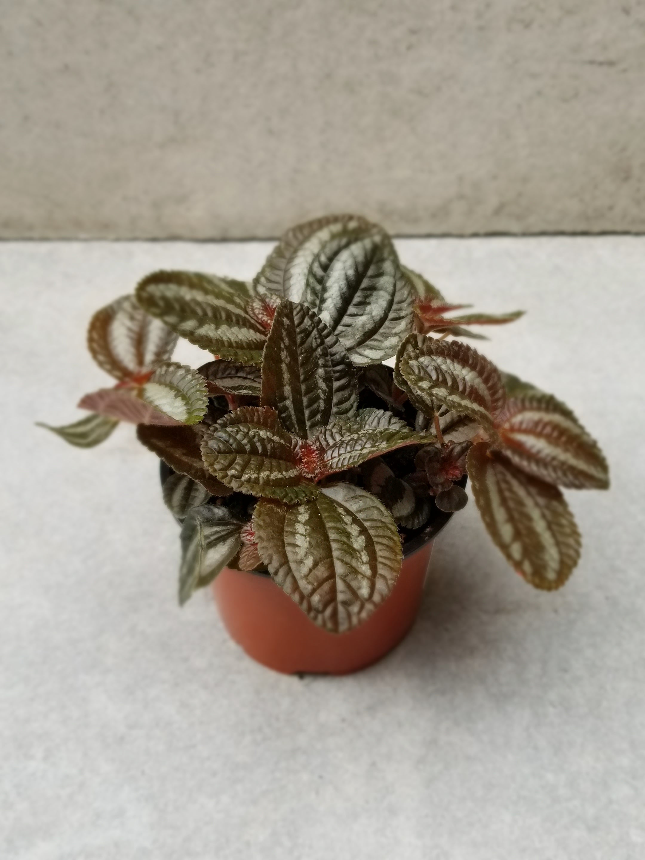 Pilea "Pan Am" with its dark leaves against a grey wall.