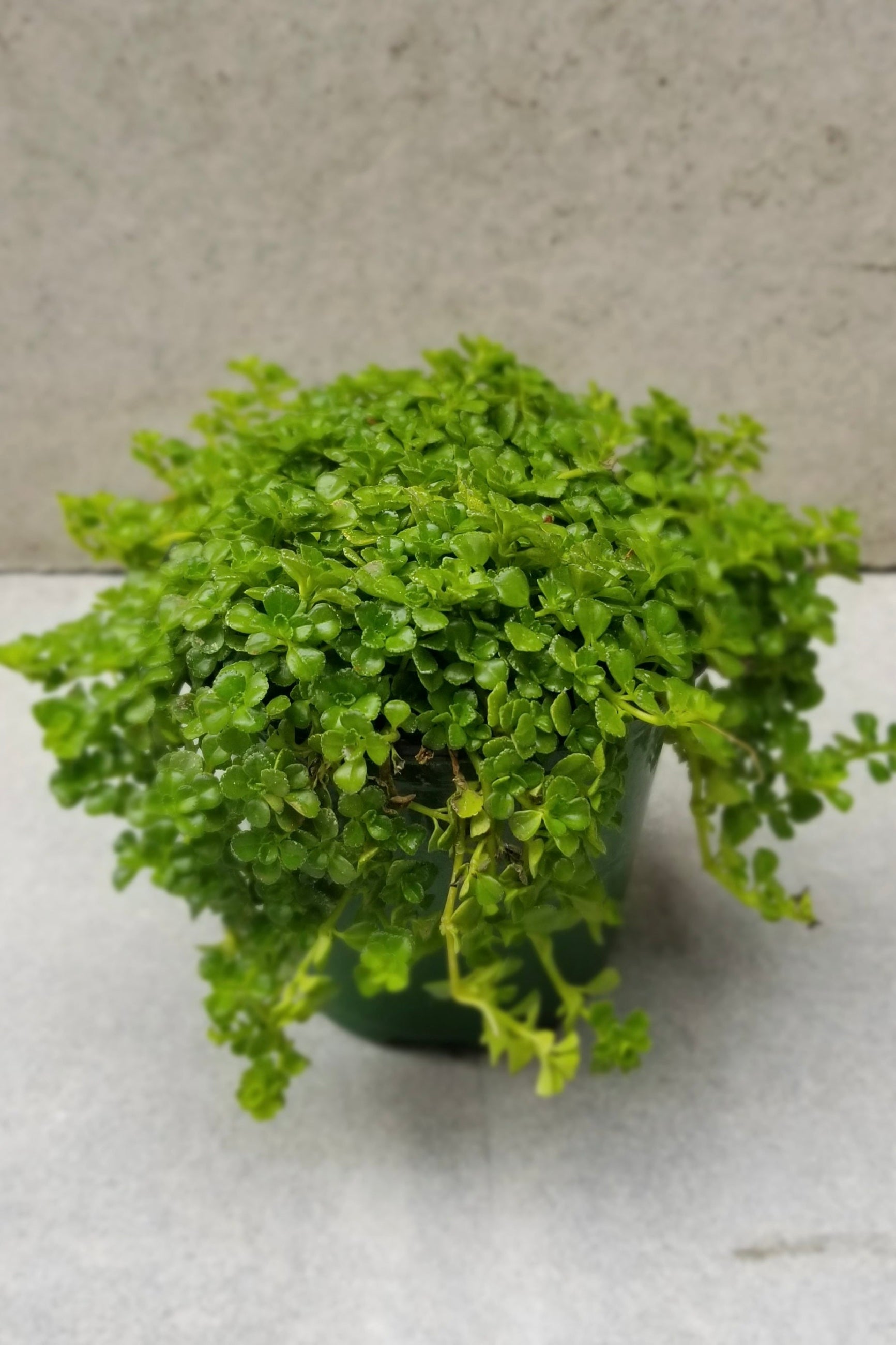 Pilea depressa in a four inch growers pot overfilling the pot. ©Sprout Home