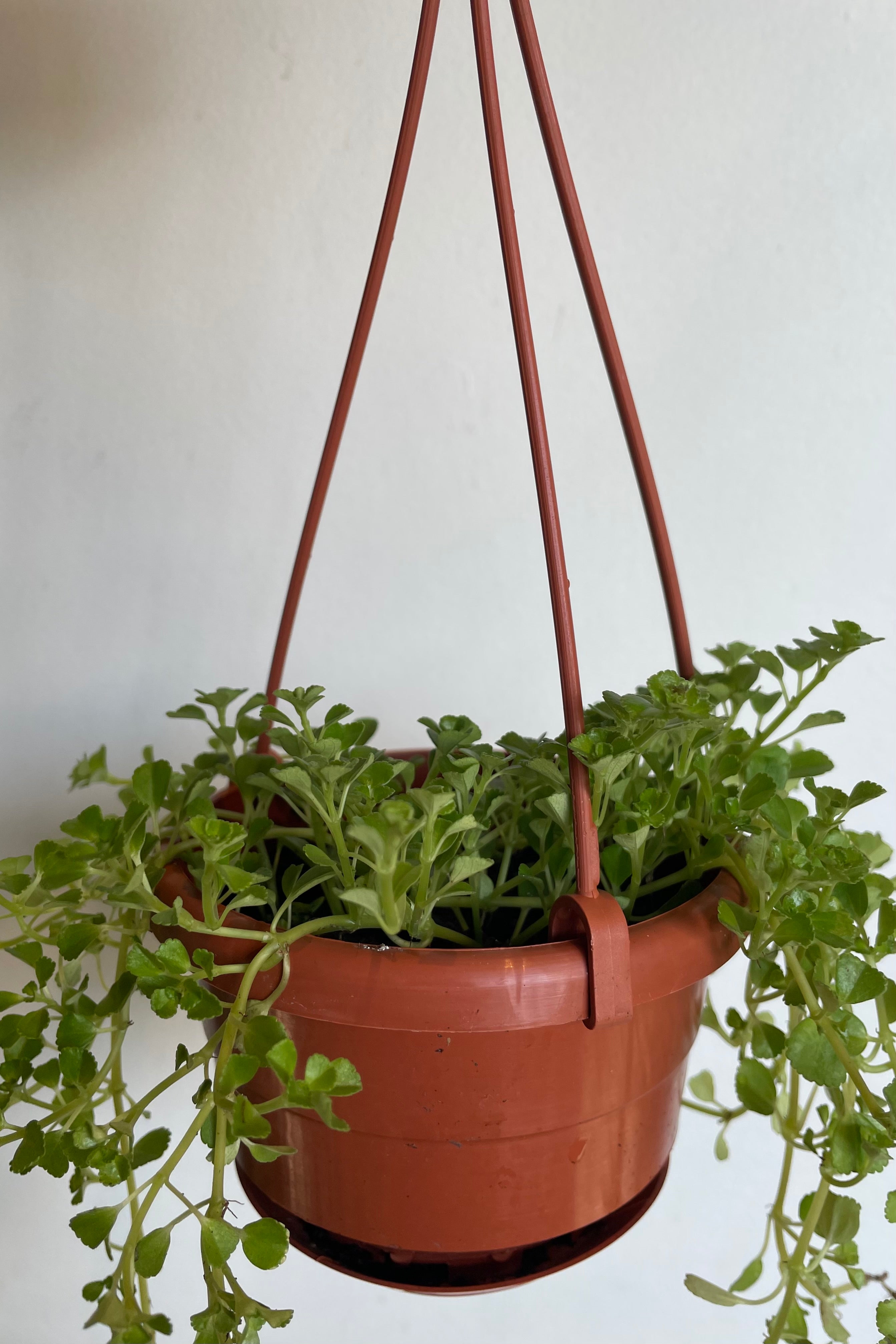 Photo of trailing stems with small green leaves against white wall in hanging pot