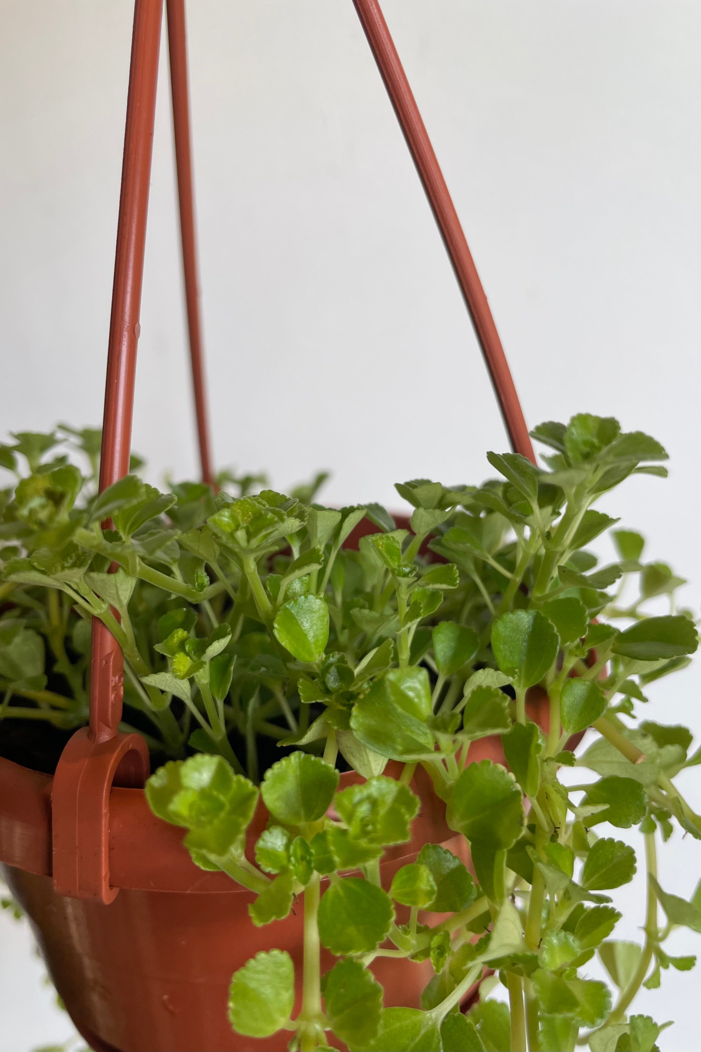Close photos of small round green leaves of Pilea depressa