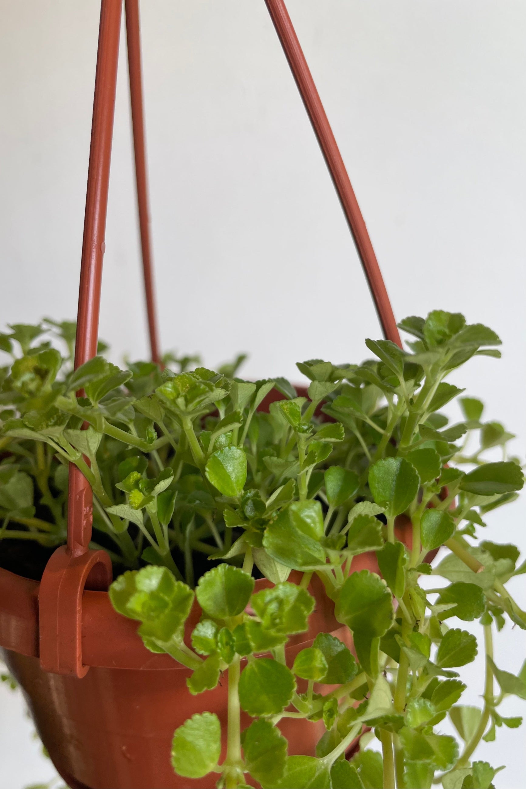 Close photos of small round green leaves of Pilea depressa ©Sprout Home