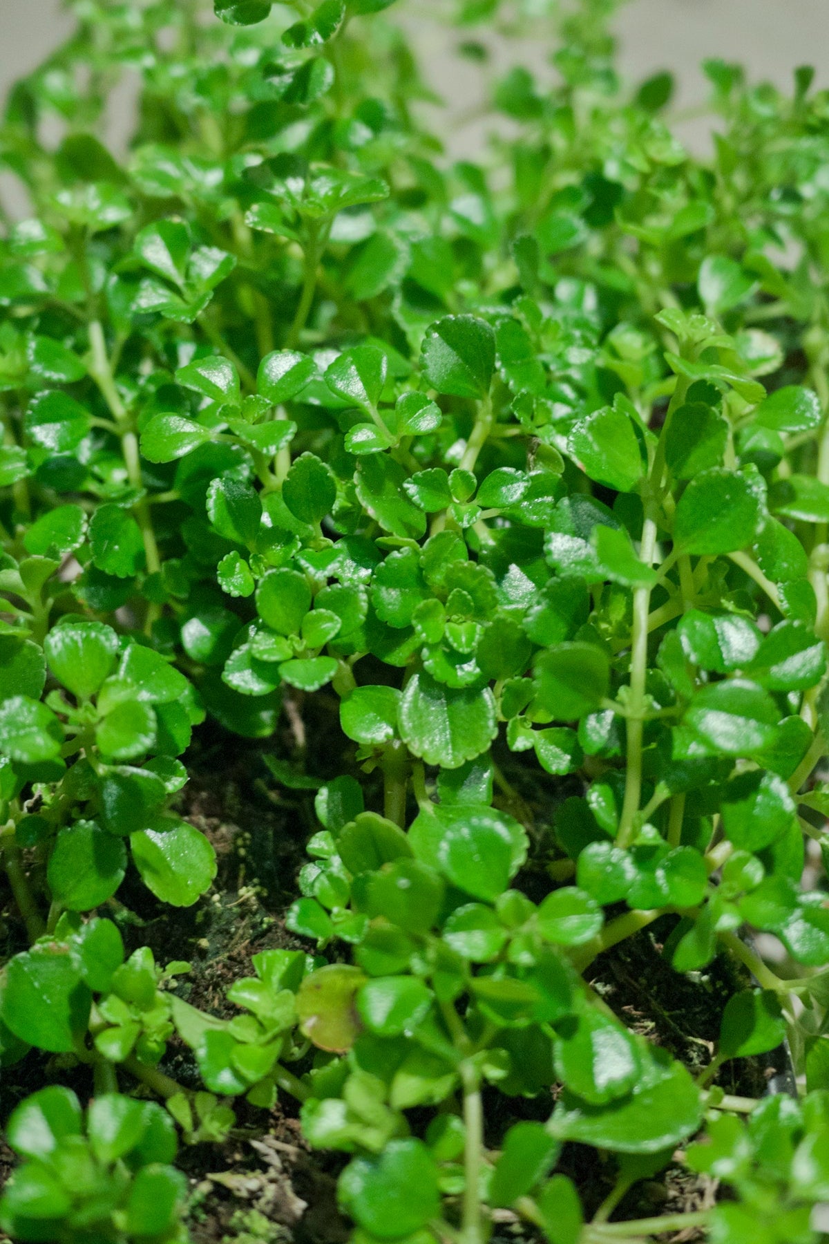 Pilea depressa plant up close detailed picture. ©Sprout Home