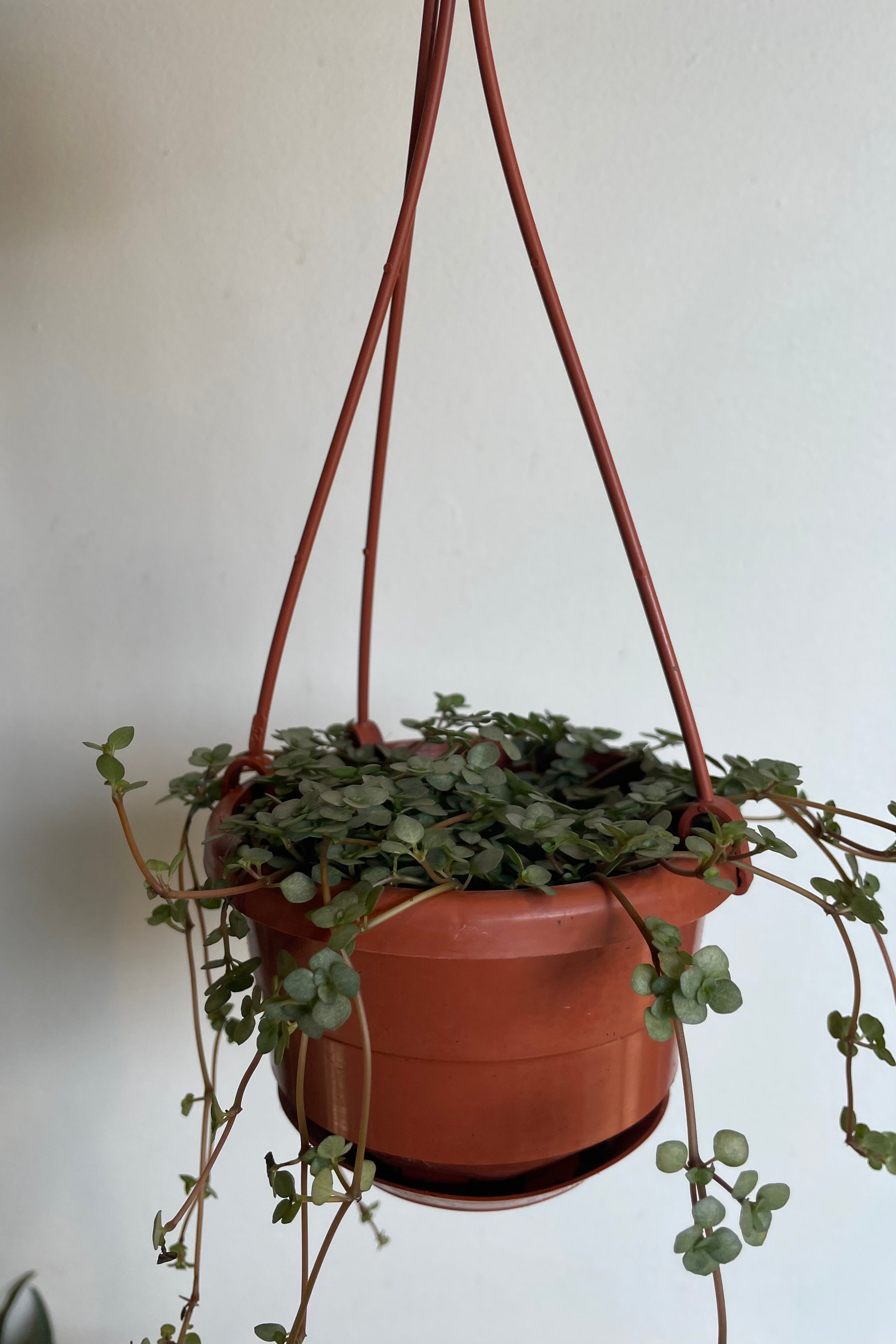 Photo of trailing stems of Pilea glauca in hanging pot against a white wall