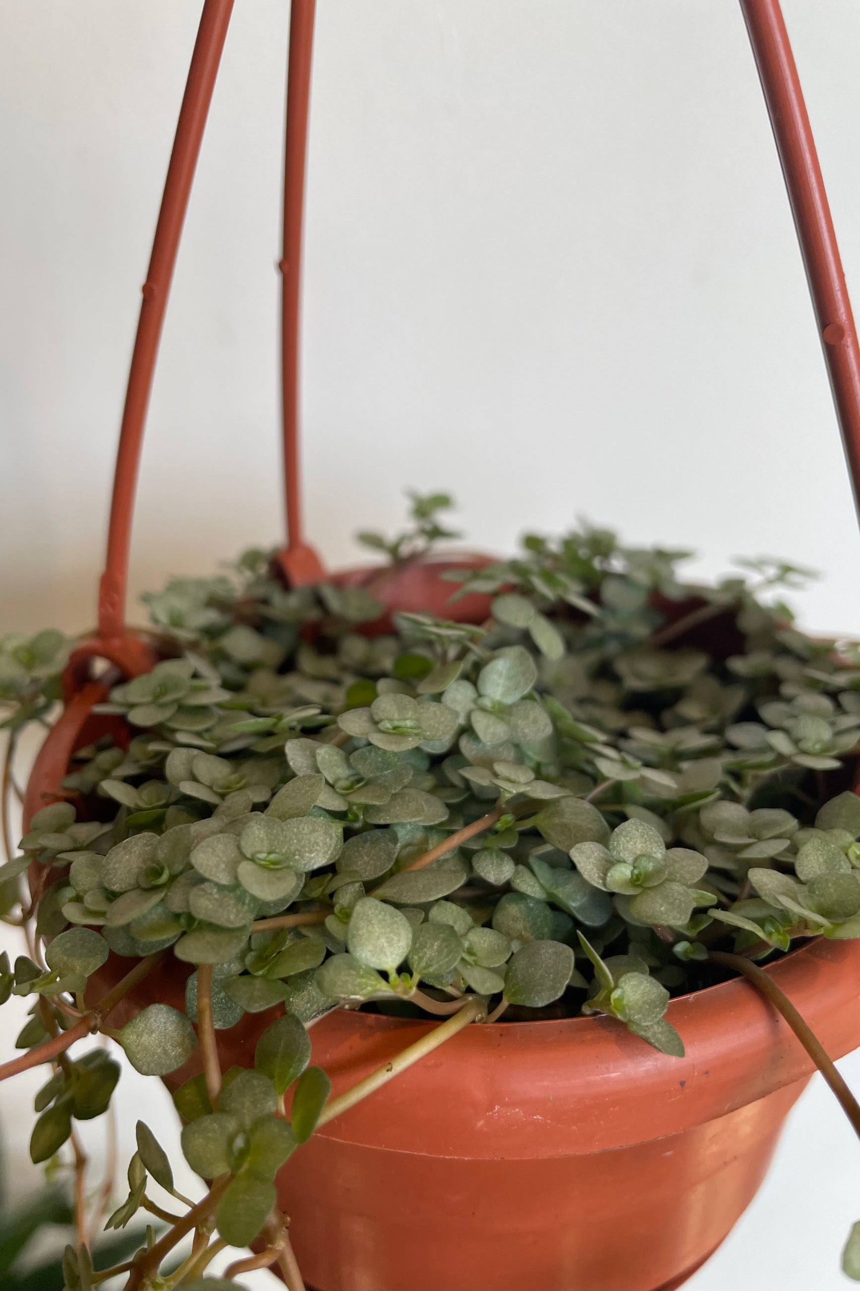 Close photo of blue-toned small round leaves of Pilea glauca in hanging pot Sprout Home