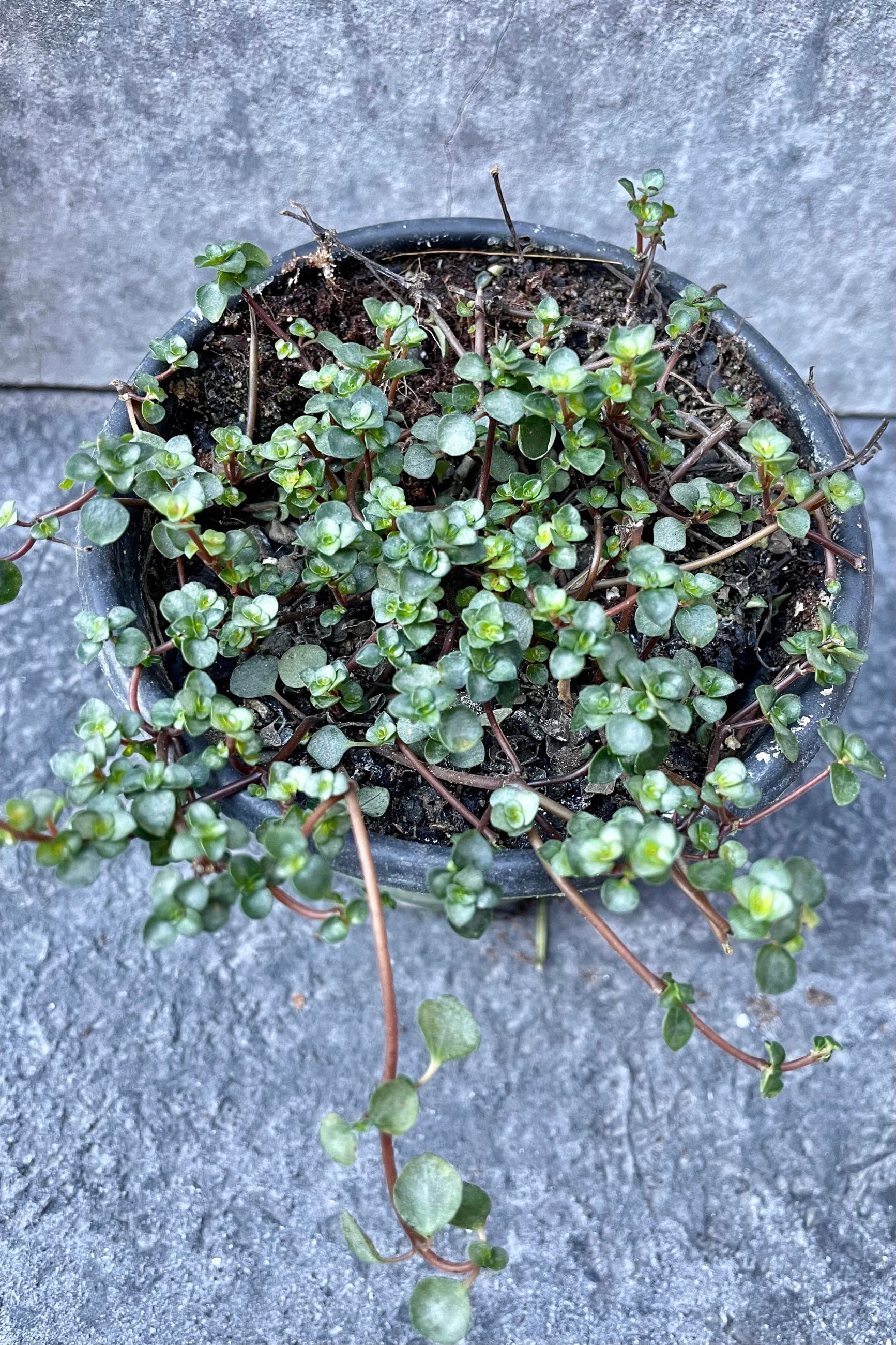 A detailed look at the Pilea glauca. ©Sprout Home