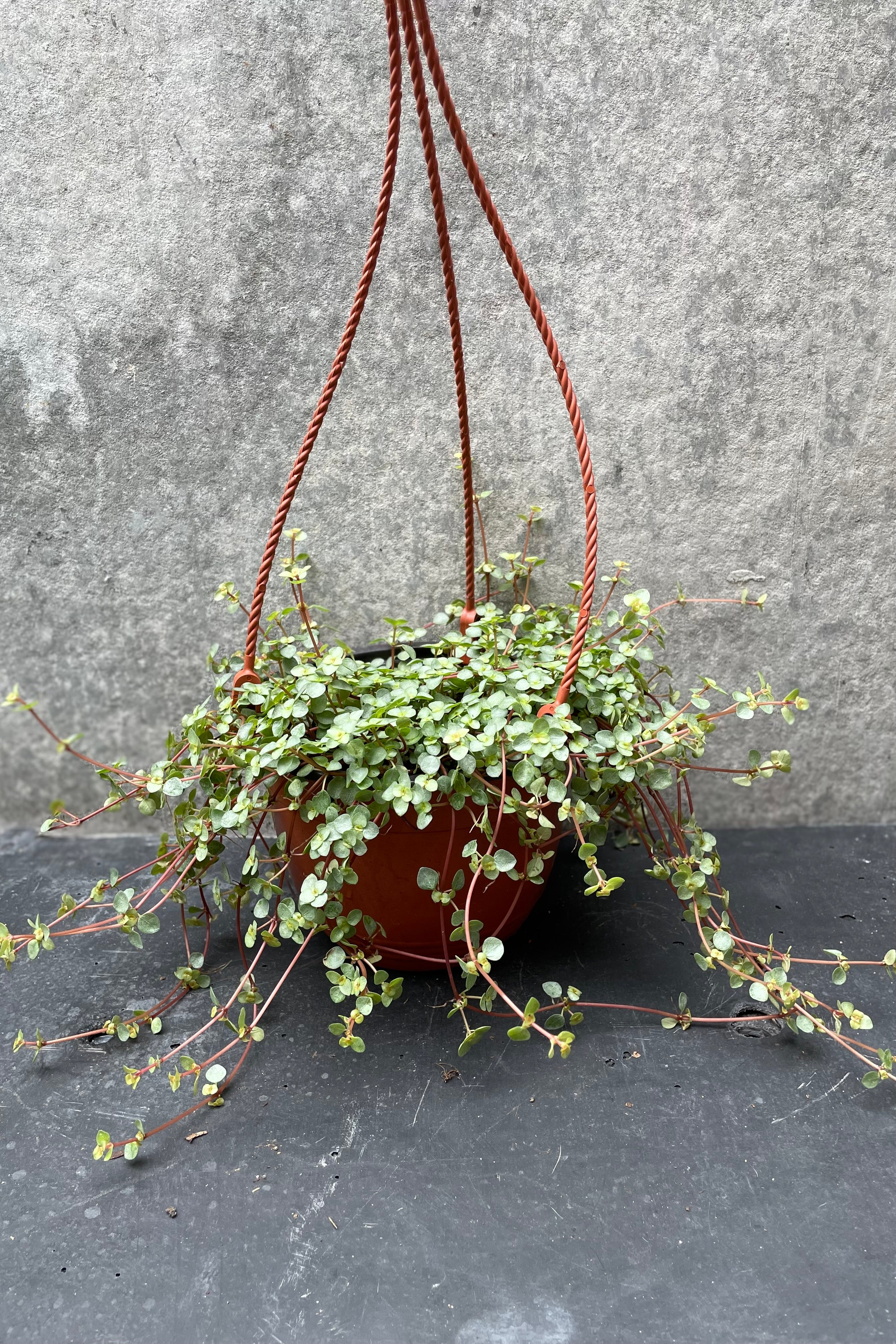 Pilea glauca in a 6" growers pot against a grey wall.
