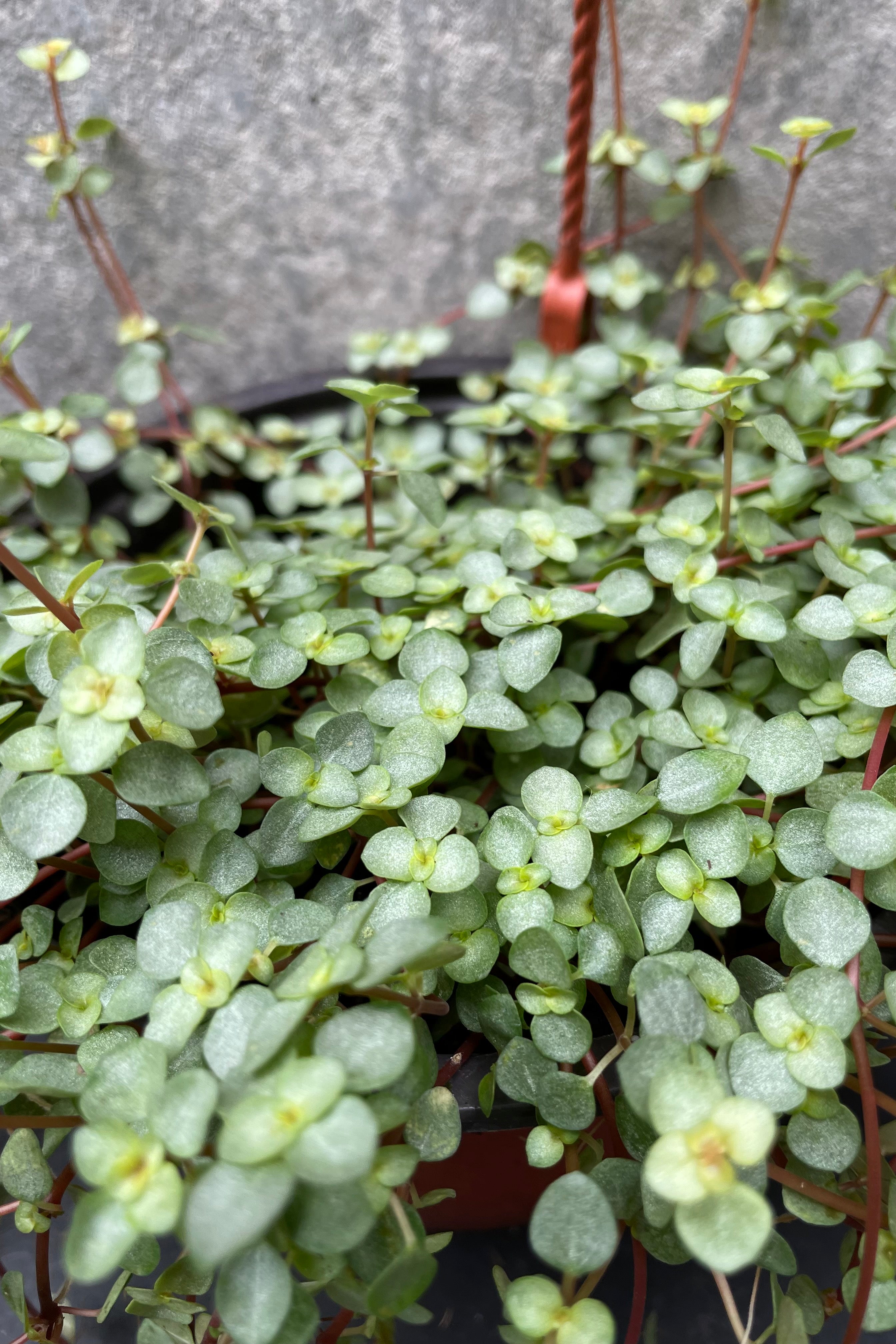 Pilea glauca plant up close shot of its leaves.