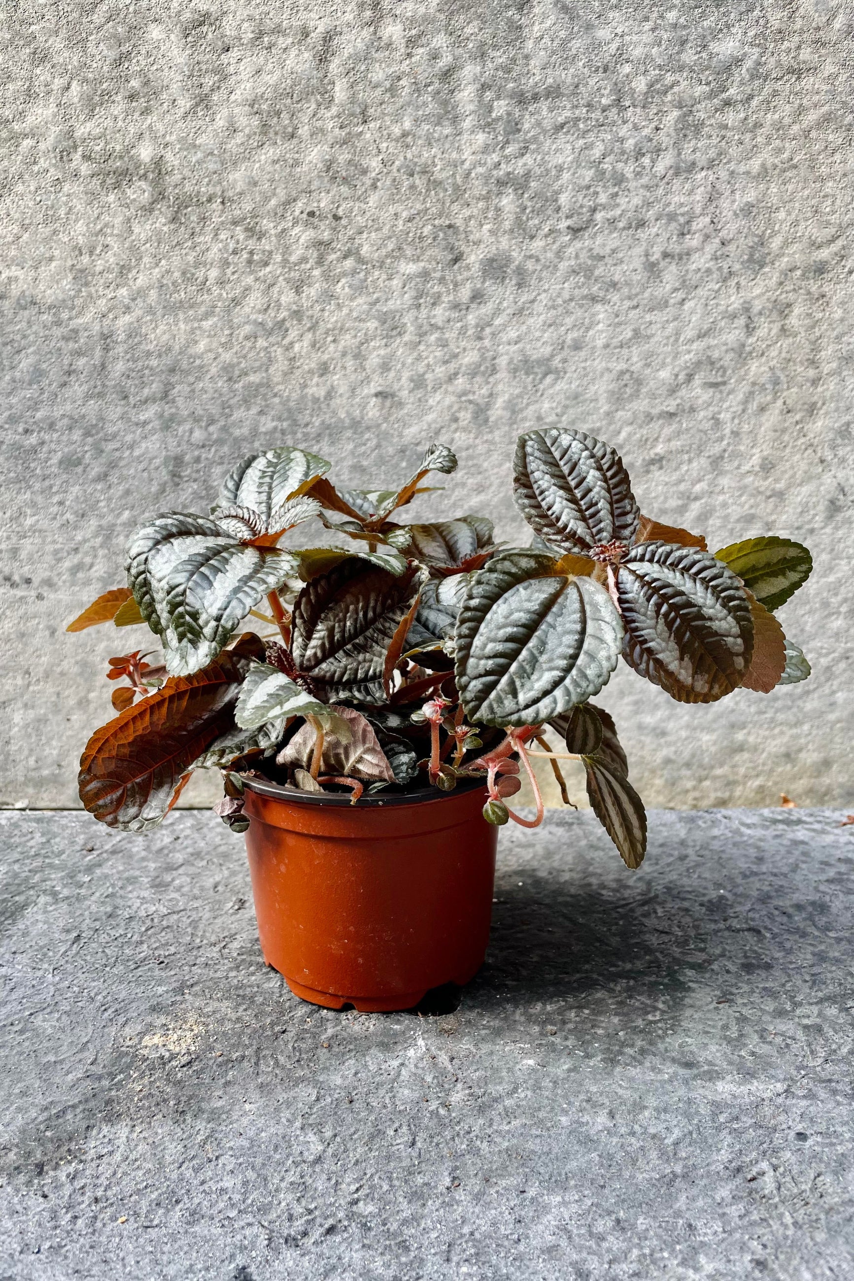 The Pilea involucrata "Friendship plant" sits against a grey backdrop in its 4 inch growers pot. ©Sprout Home