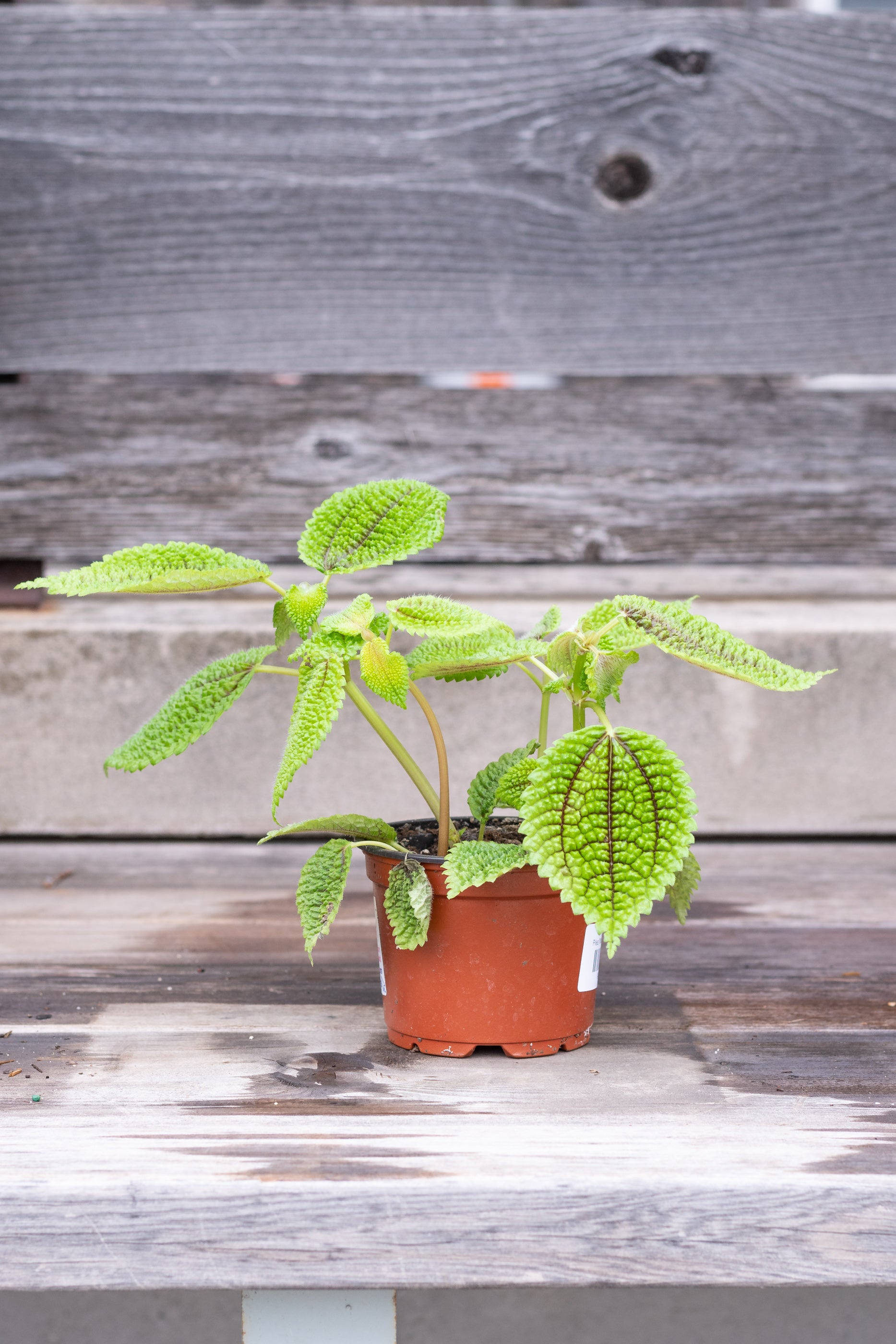 Pilea 'Moon Valley' in grow pot in front of grey wood background