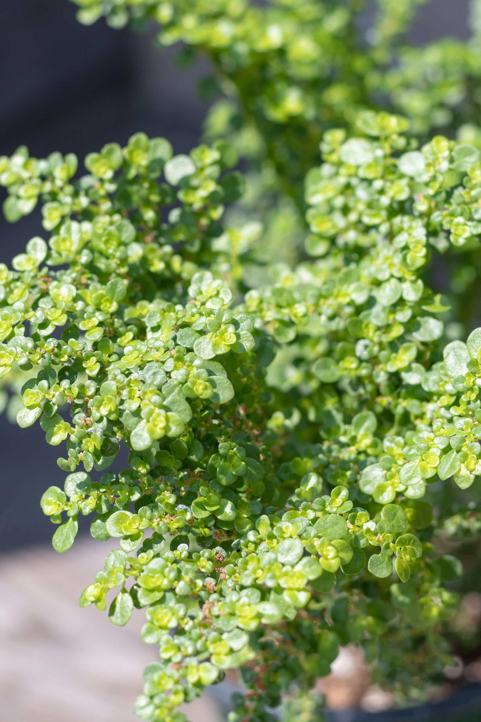 Close up of Pilea microphylla leaves ©Sprout Home