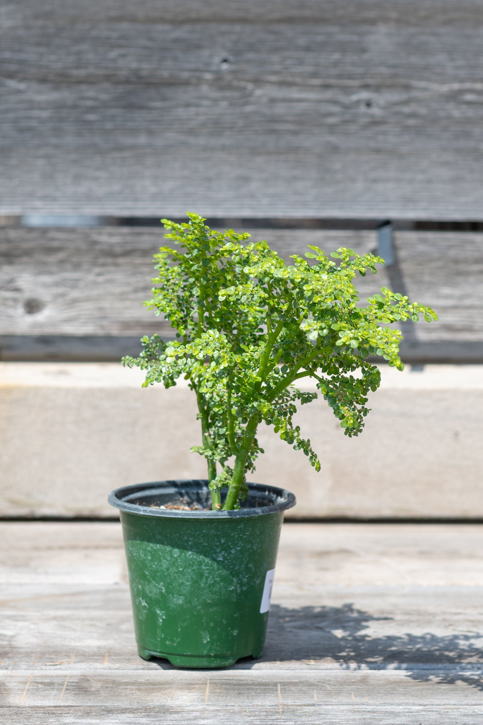 Pilea microphylla potted in front of grey wood wall ©Sprout Home