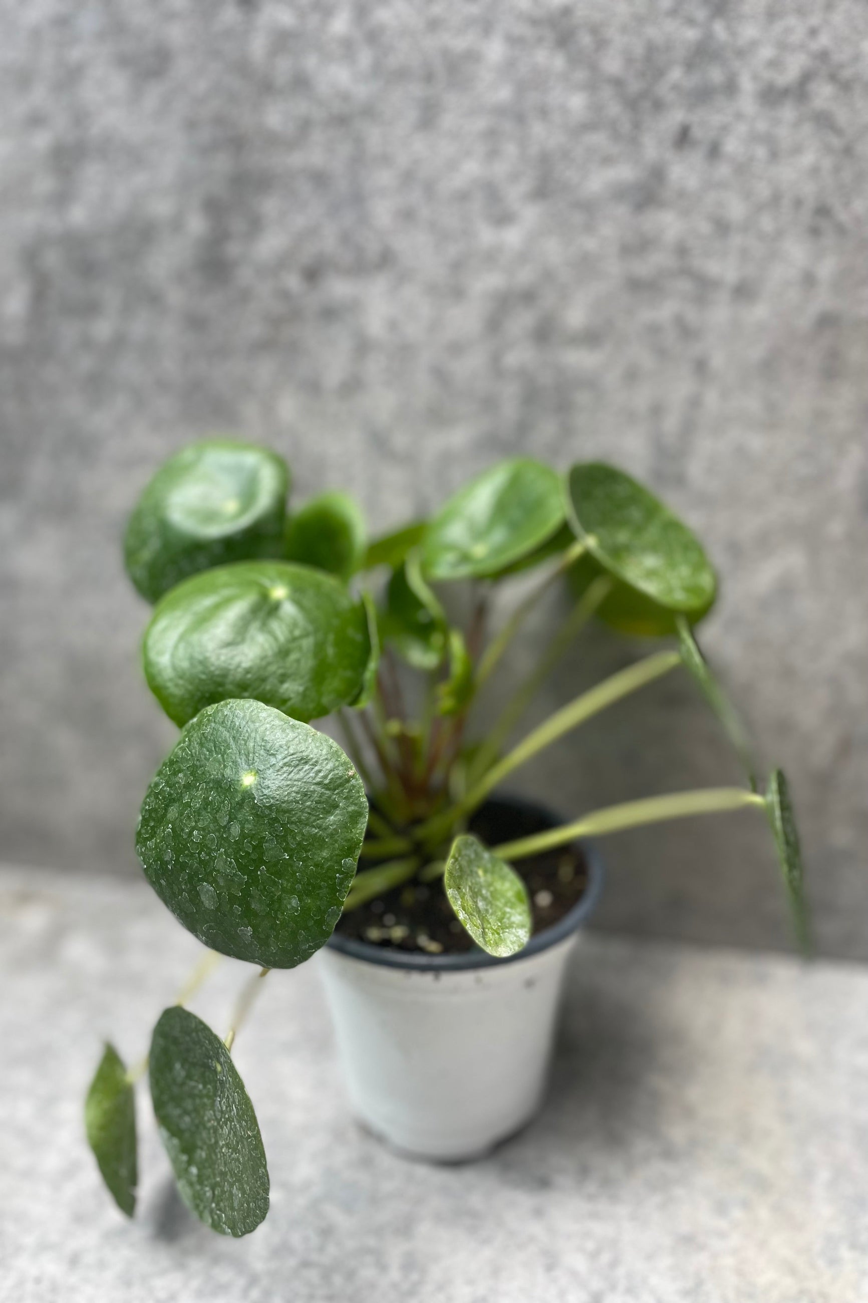 Pilea peperomiodies in a 4" pot against a grey wall. ©Sprout Home