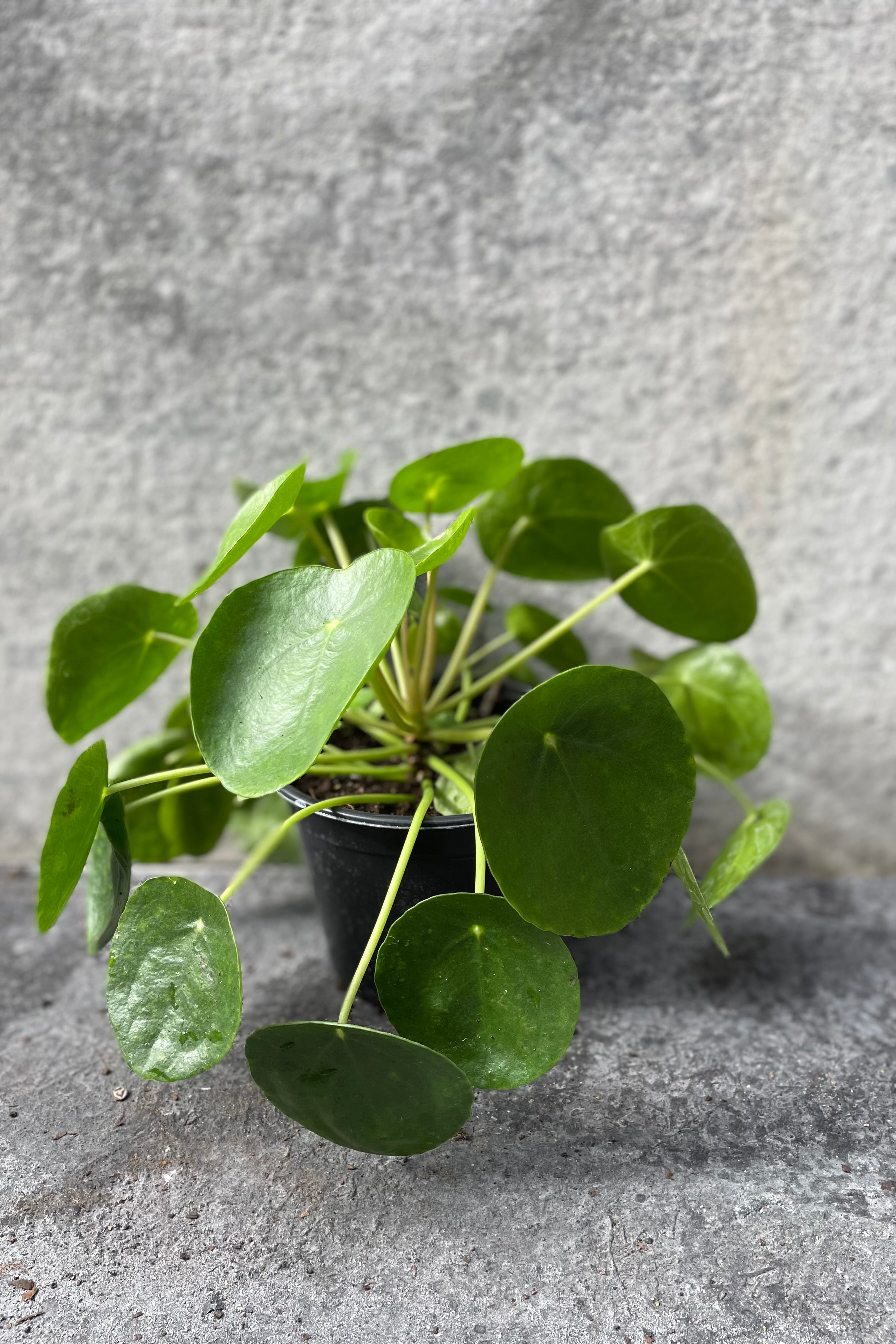 Pilea peperomiodes in grow pot in front of grey background