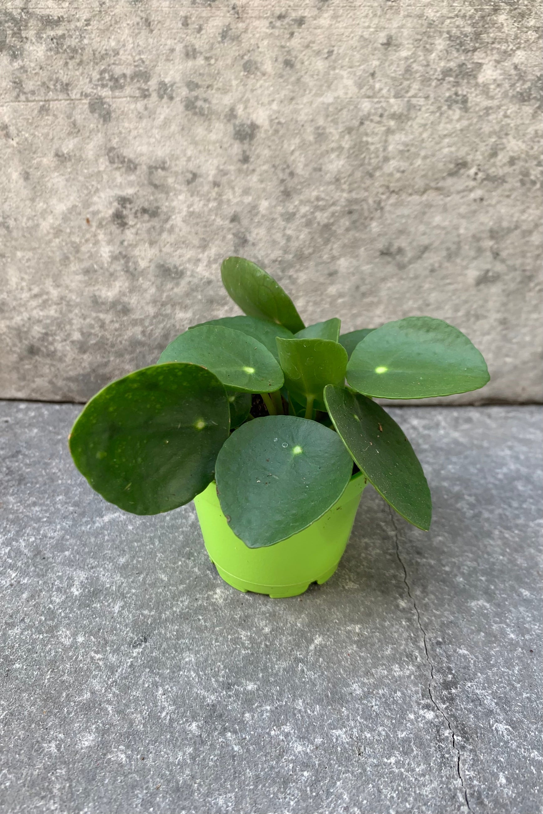 small coin shaped leaf plant in 2.5 inch pot ©Sprout Home