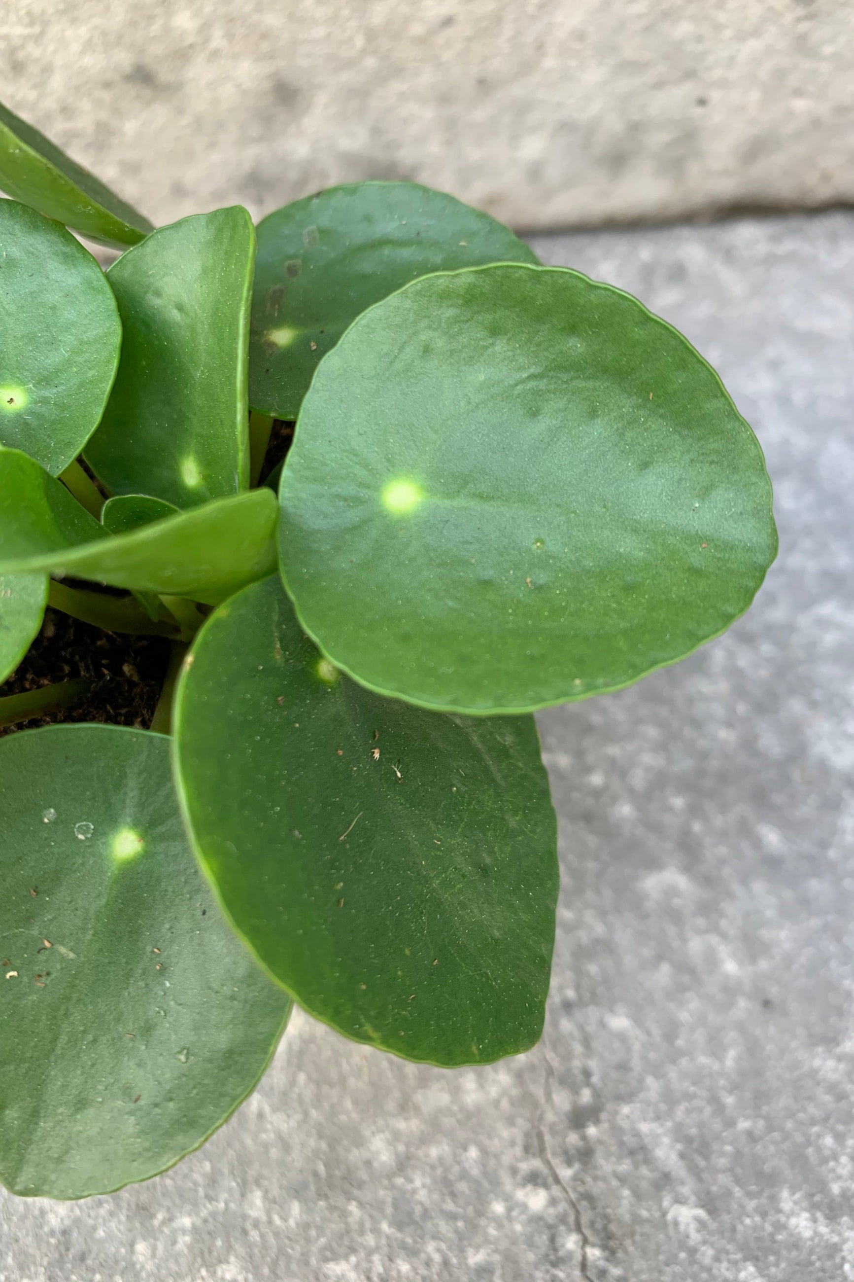 close up of coin shaped peperomia leaves. They are green and shown against a gray background. ©Sprout Home