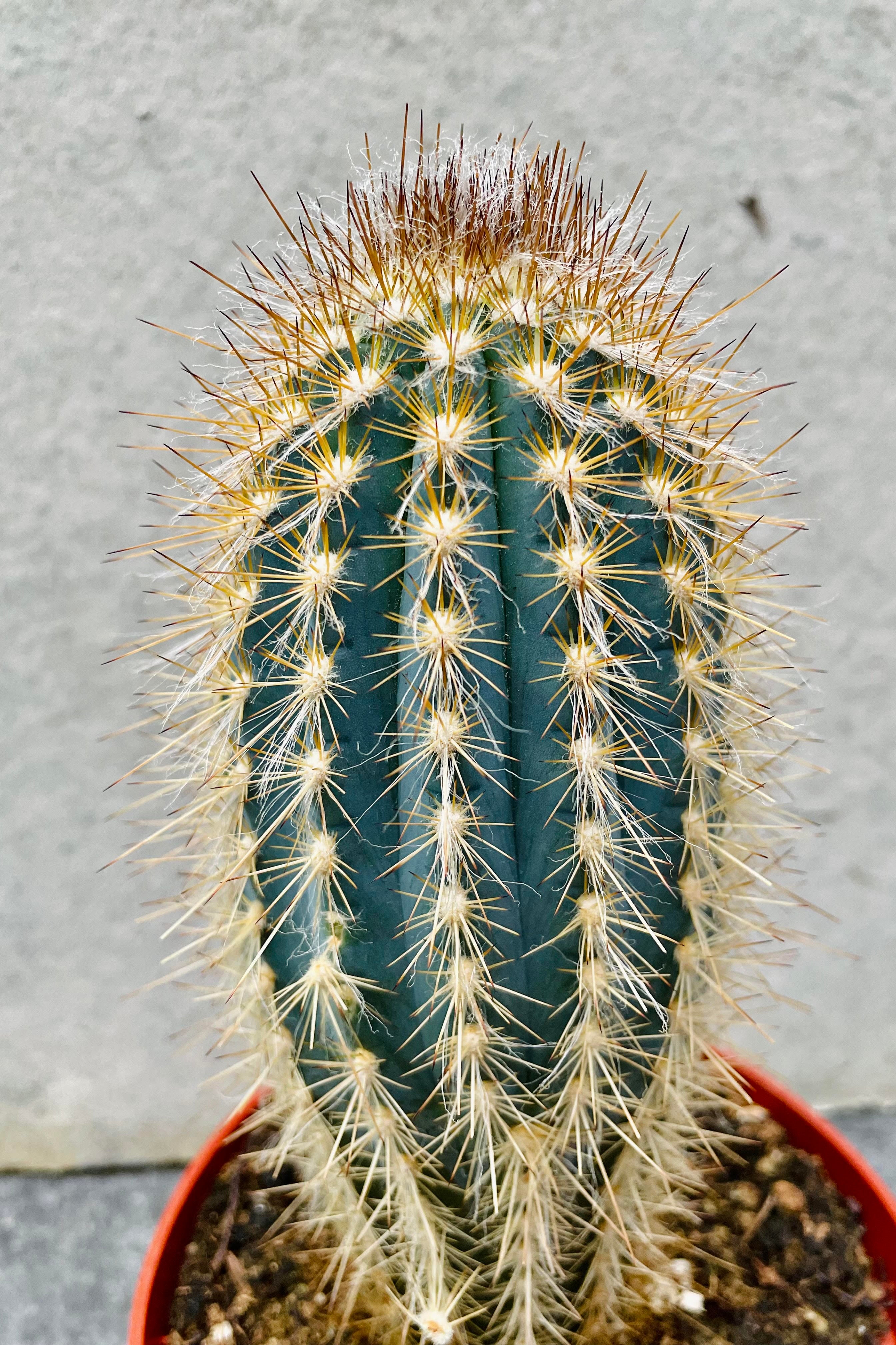 A detailed look at the Pilocereus braunii.