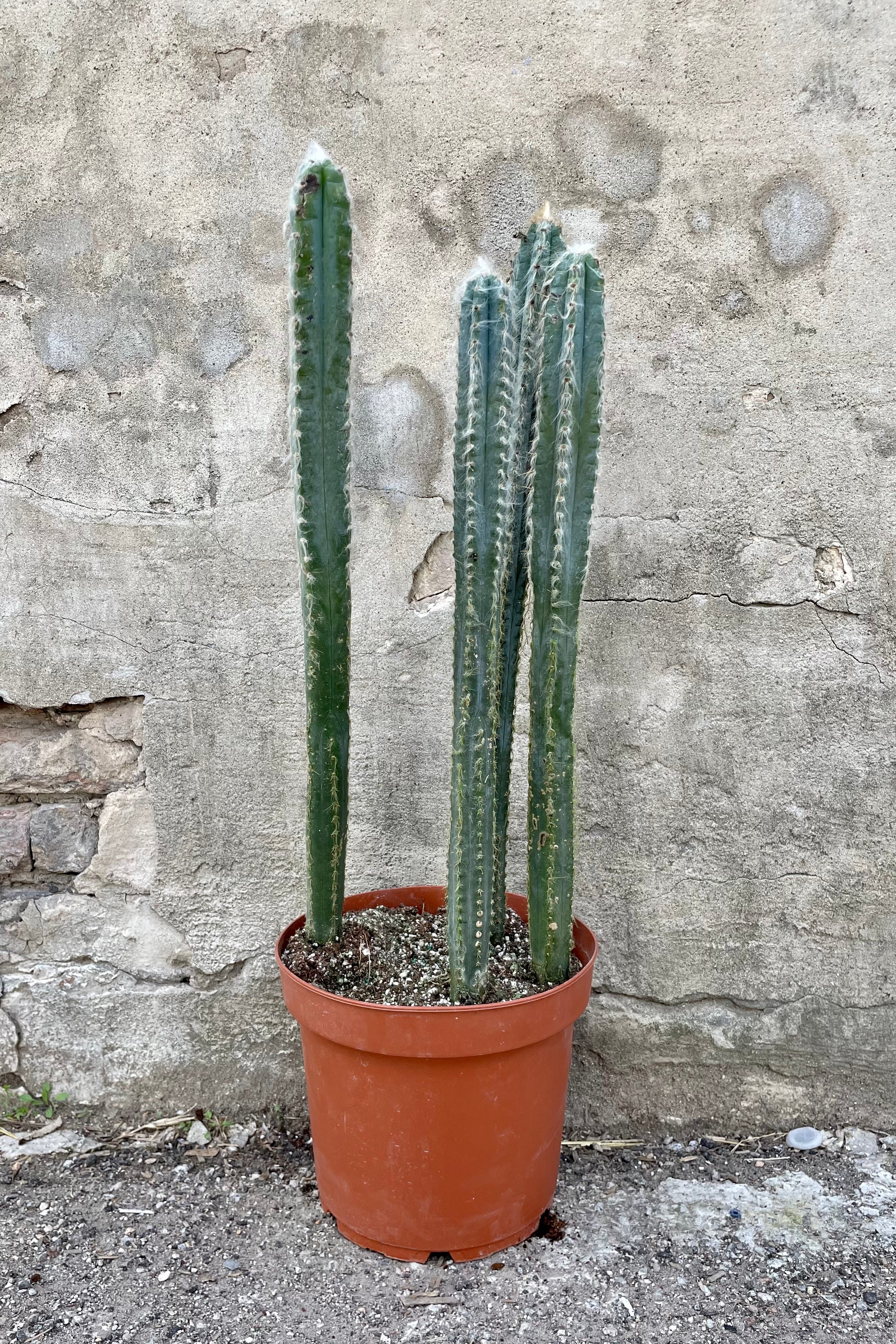 Pilocereus pachycladus 10" orange growers pot with cactus with fuzzy spines against a grey wall