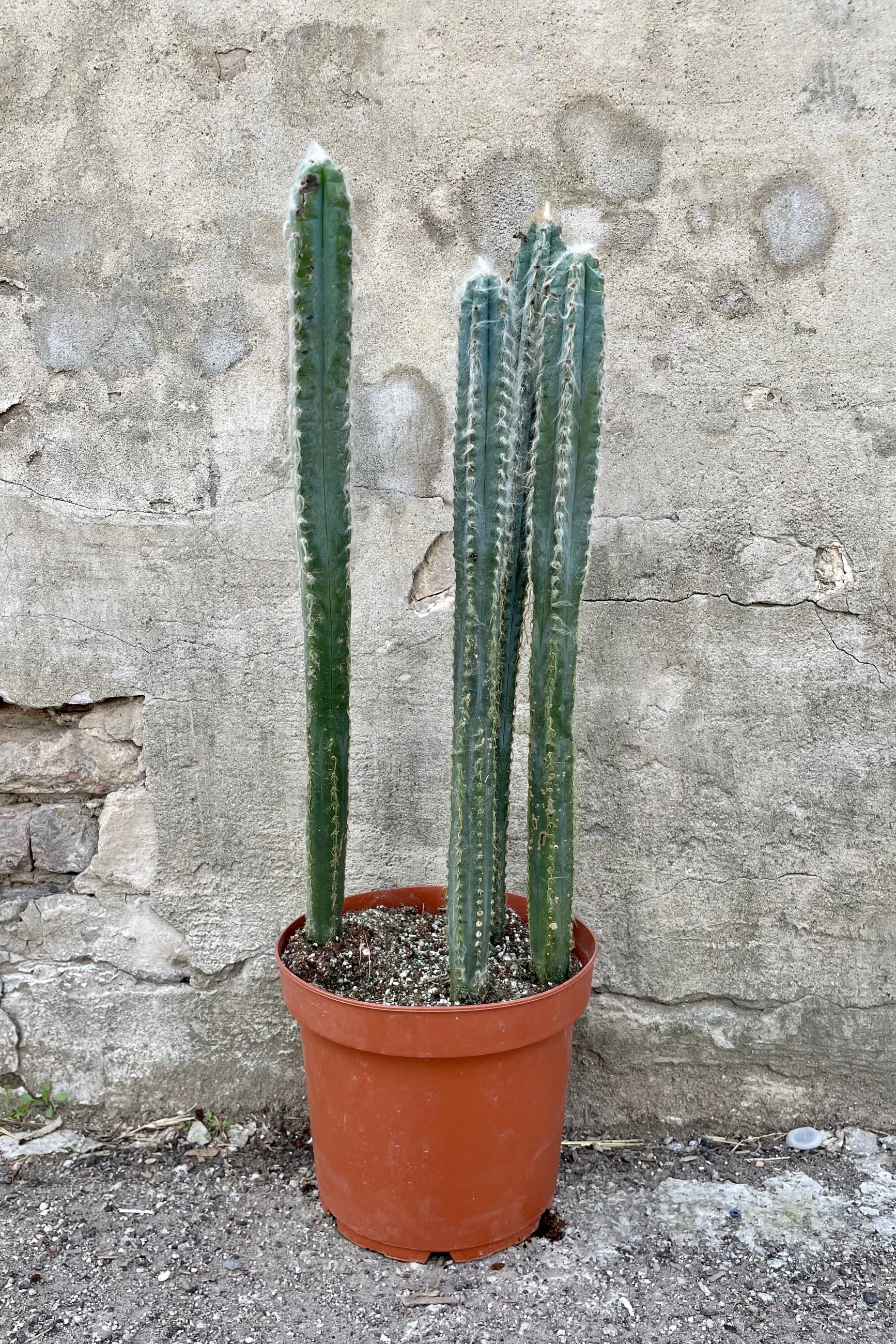 Pilocereus pachycladus 10" orange growers pot with cactus with fuzzy spines against a grey wall ©Sprout Home
