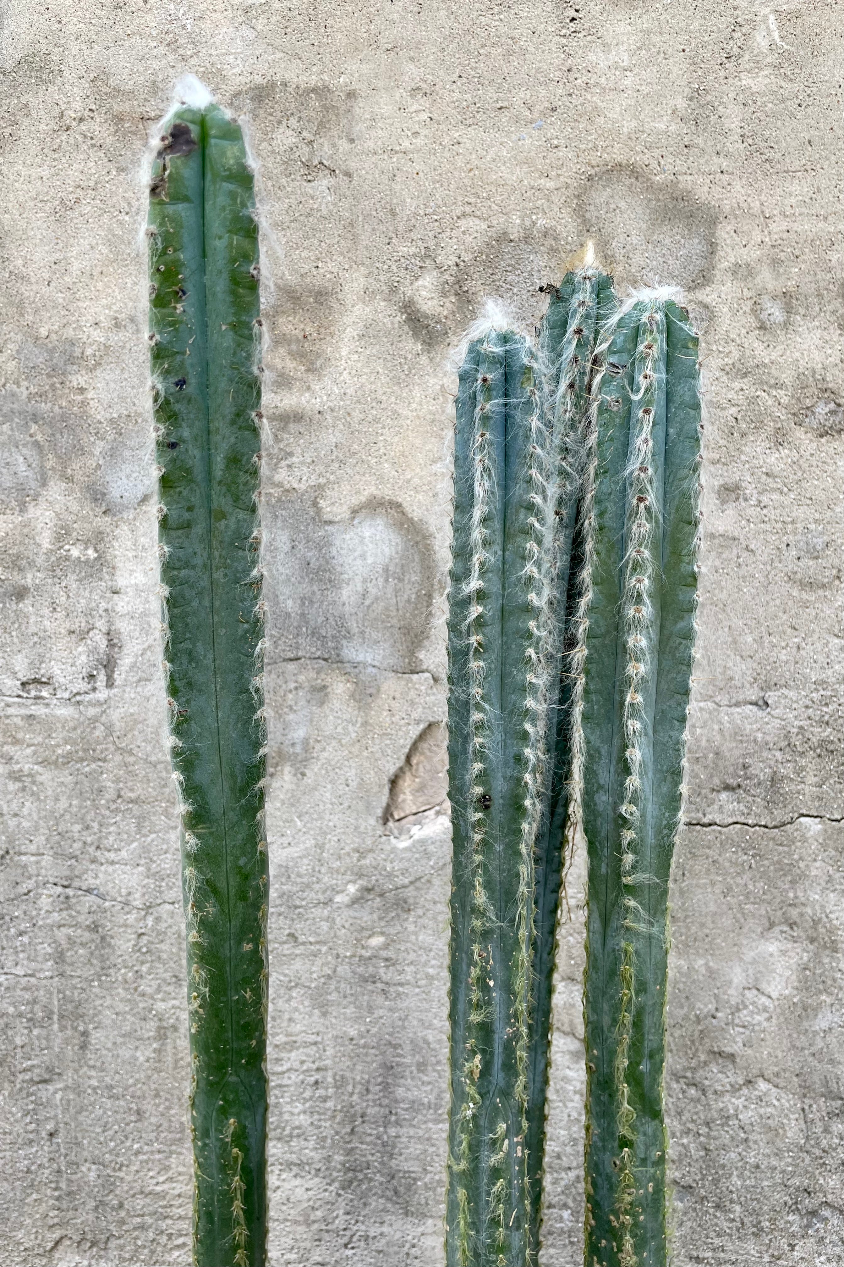 Detail of Pilocereus pachycladus 10" cactus with fuzzy spines against a grey wall
