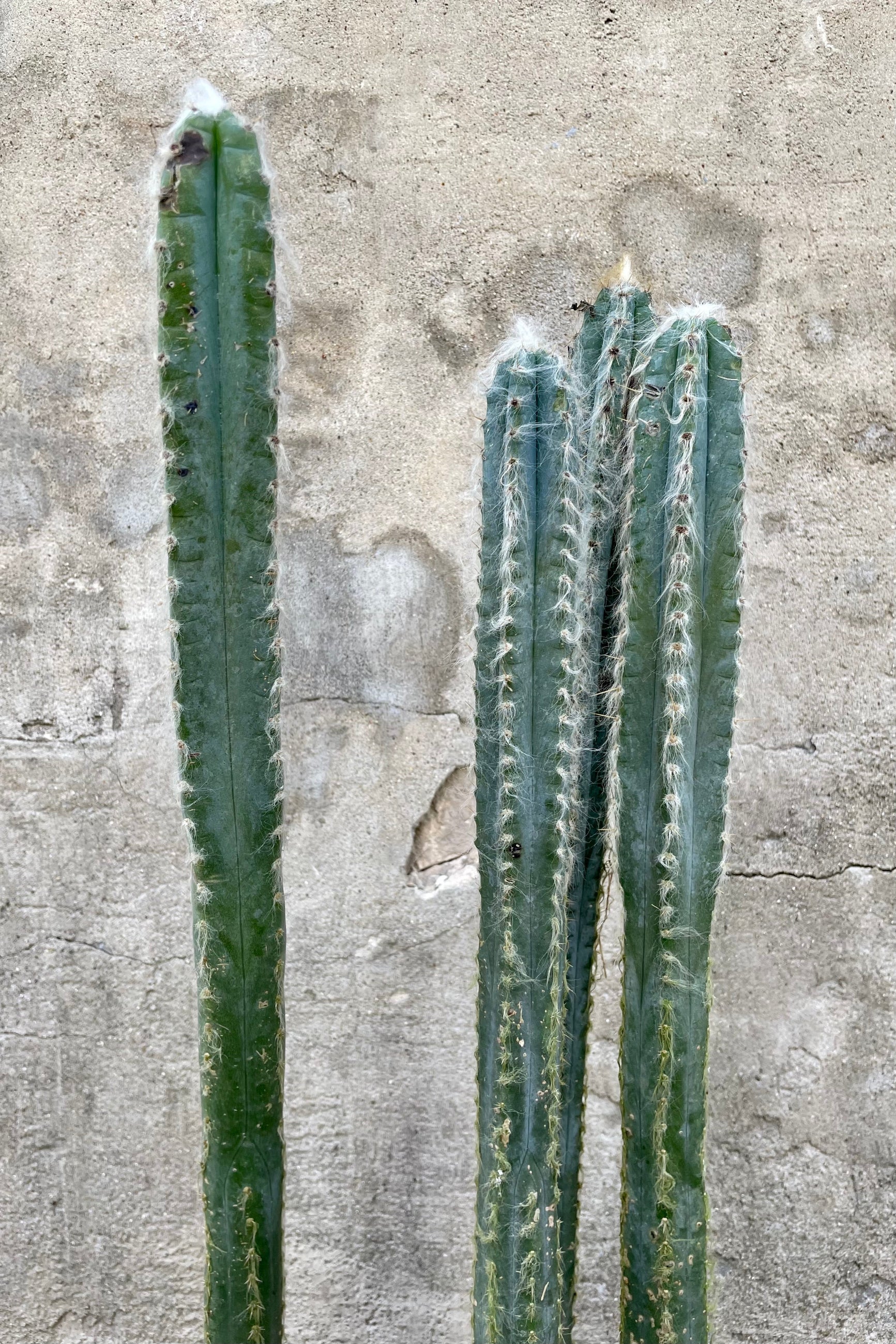 Detail of Pilocereus pachycladus 10" cactus with fuzzy spines against a grey wall ©Sprout Home