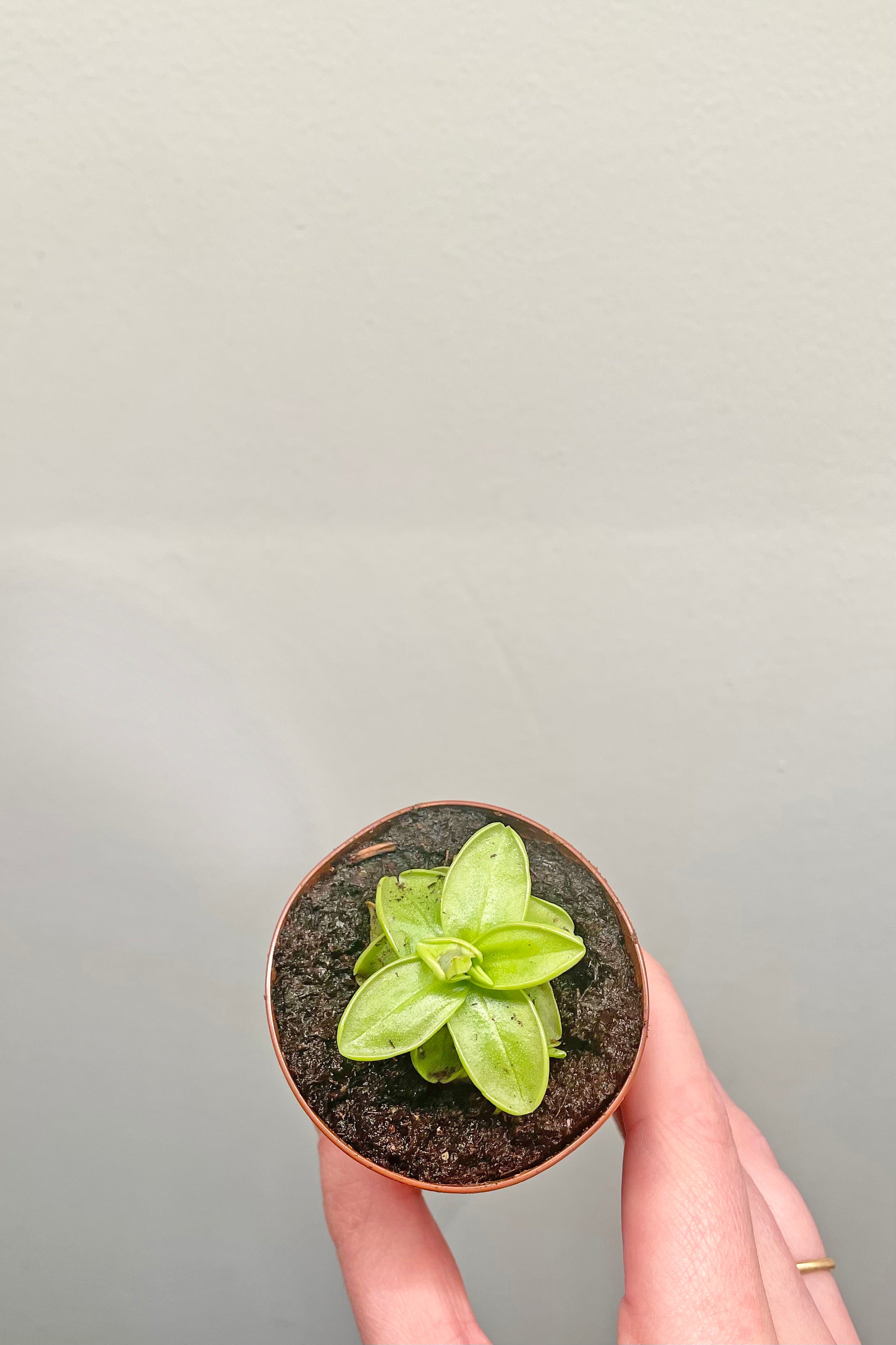 A hand holds Pinguicula 2" for an overhead shot against a white backdrop
