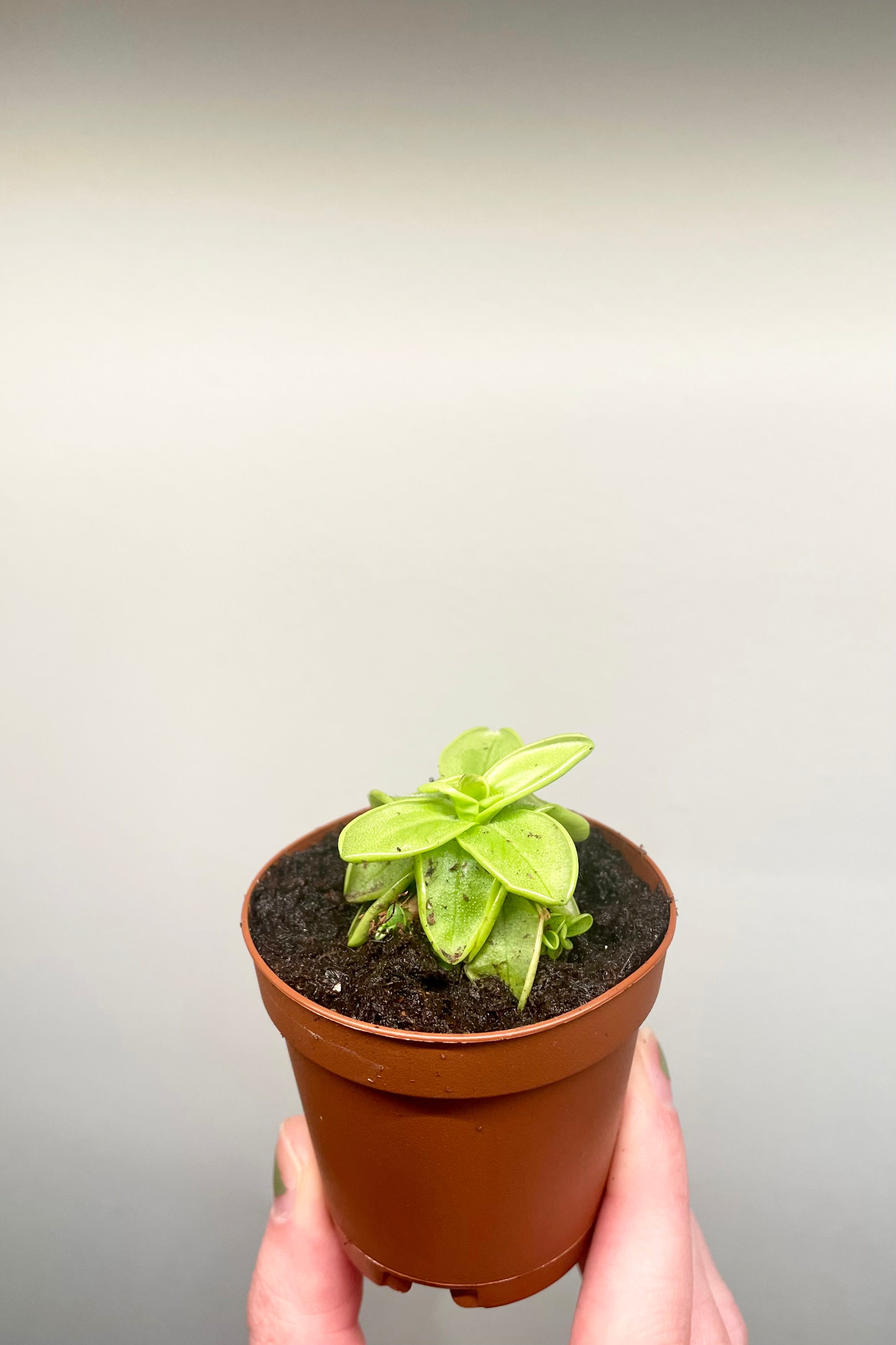 A hand holds Pinguicula 2" against a white backdrop