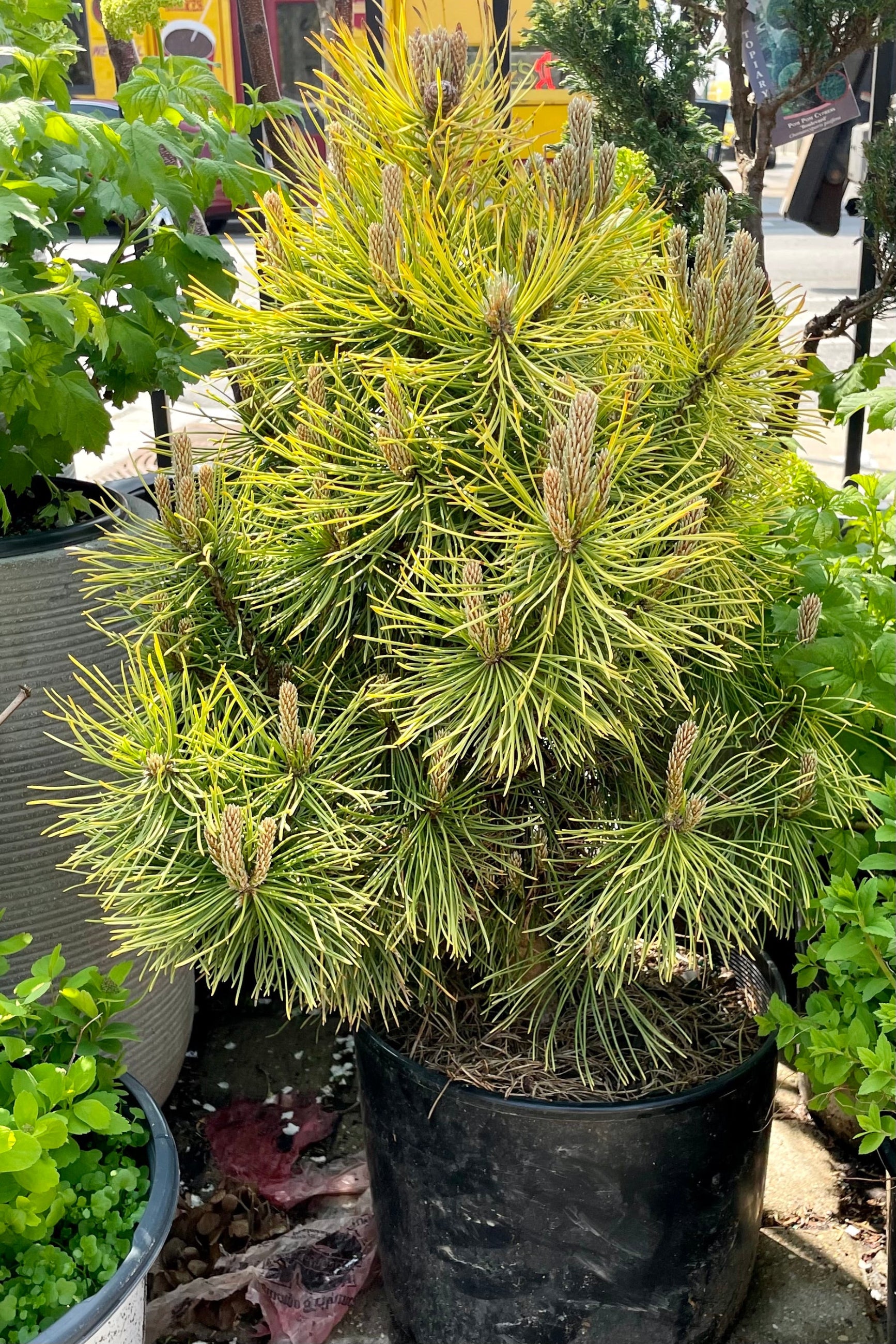 A Pinus 'Wintersonne' evergreen in a #3 growers pot in the Sprout Home yard the beginning of May ©Sprout Home