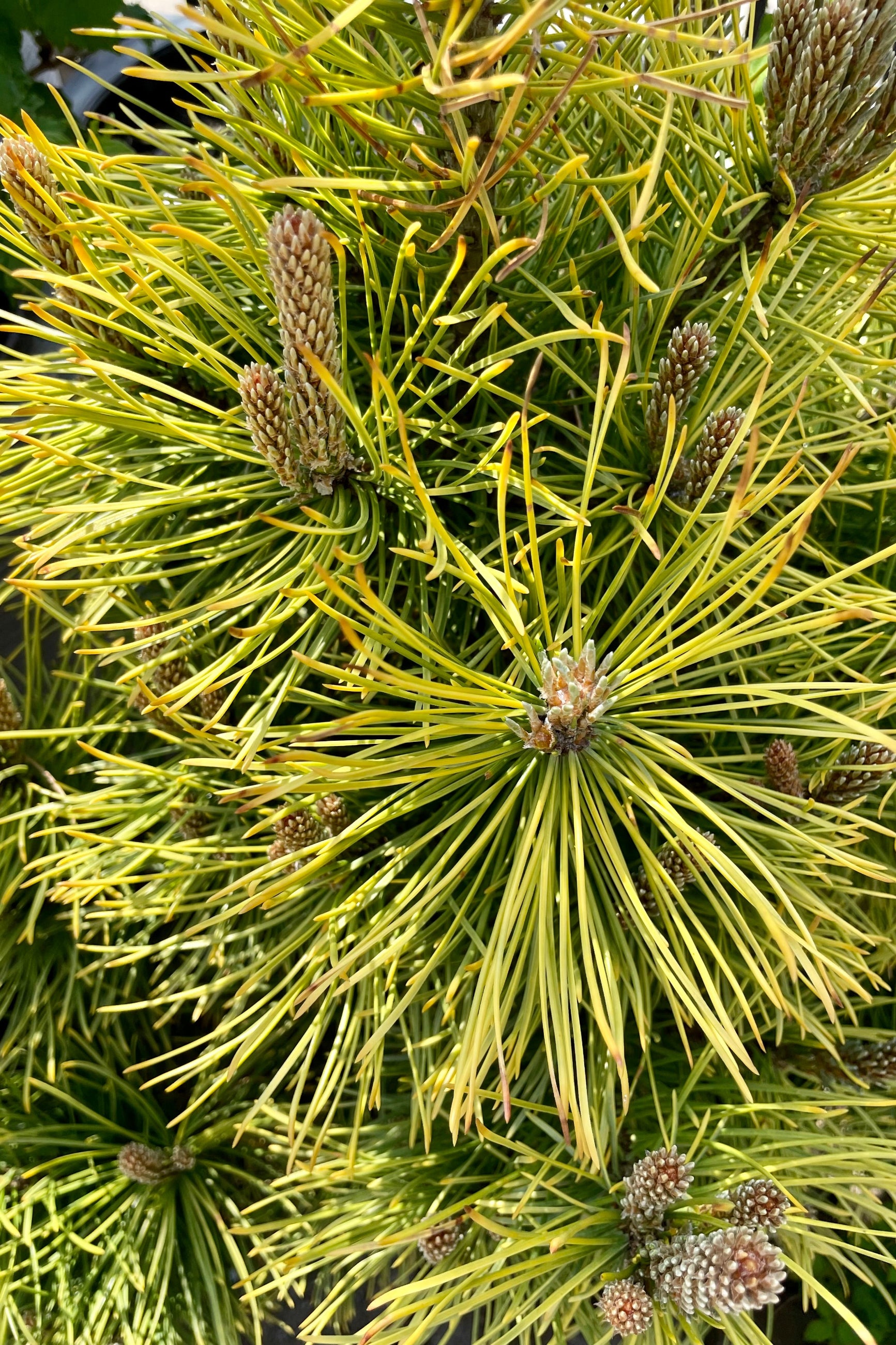 A detail picture showing the bright yellow green needles of the Pines 'Wintersonne' in the Sprout Home yard the beginning of May. ©Sprout Home