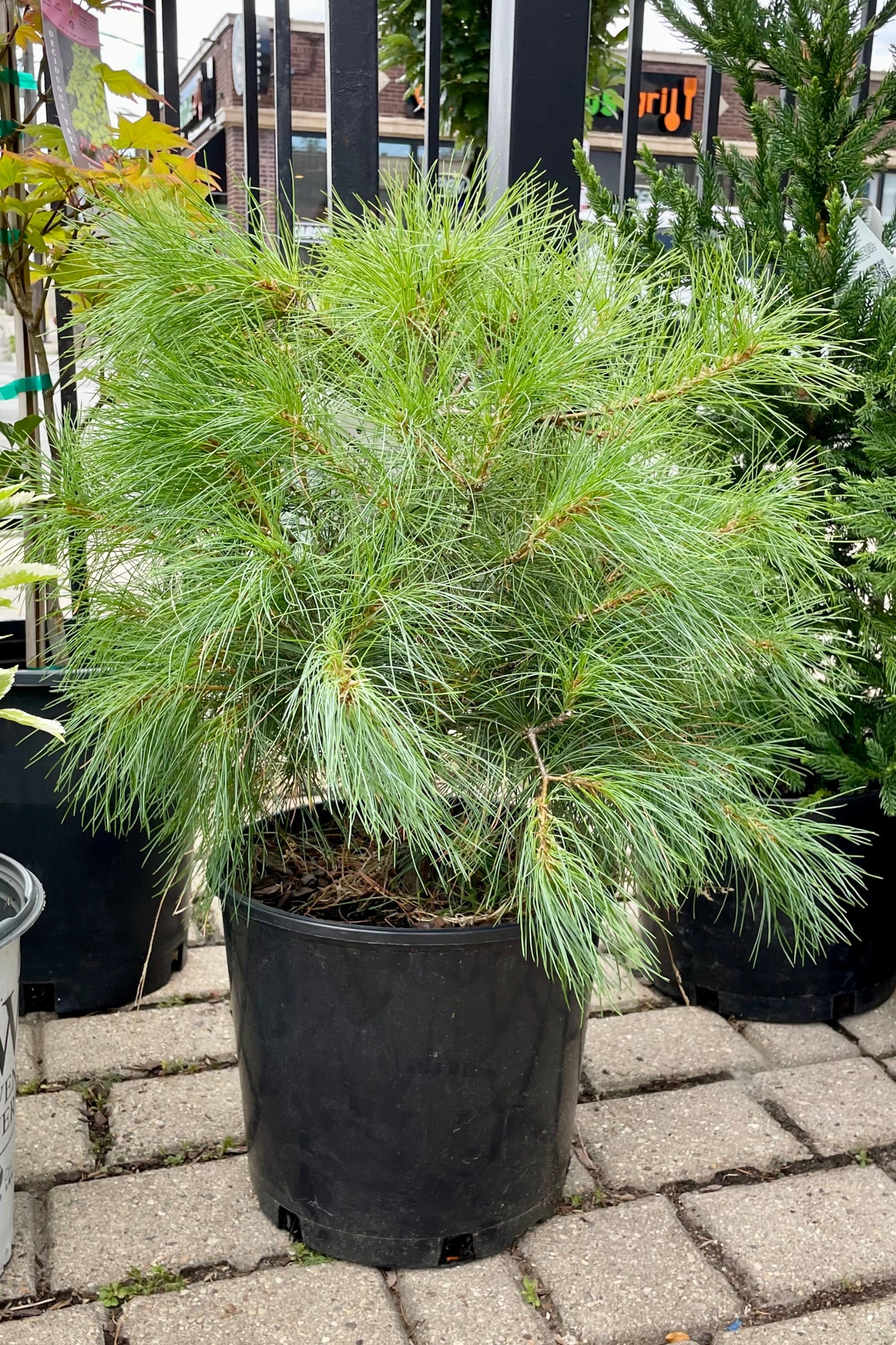 Pinus strobus in a #3 pot the end of July showing the shaggy form at Sprout Home. ©Sprout Home