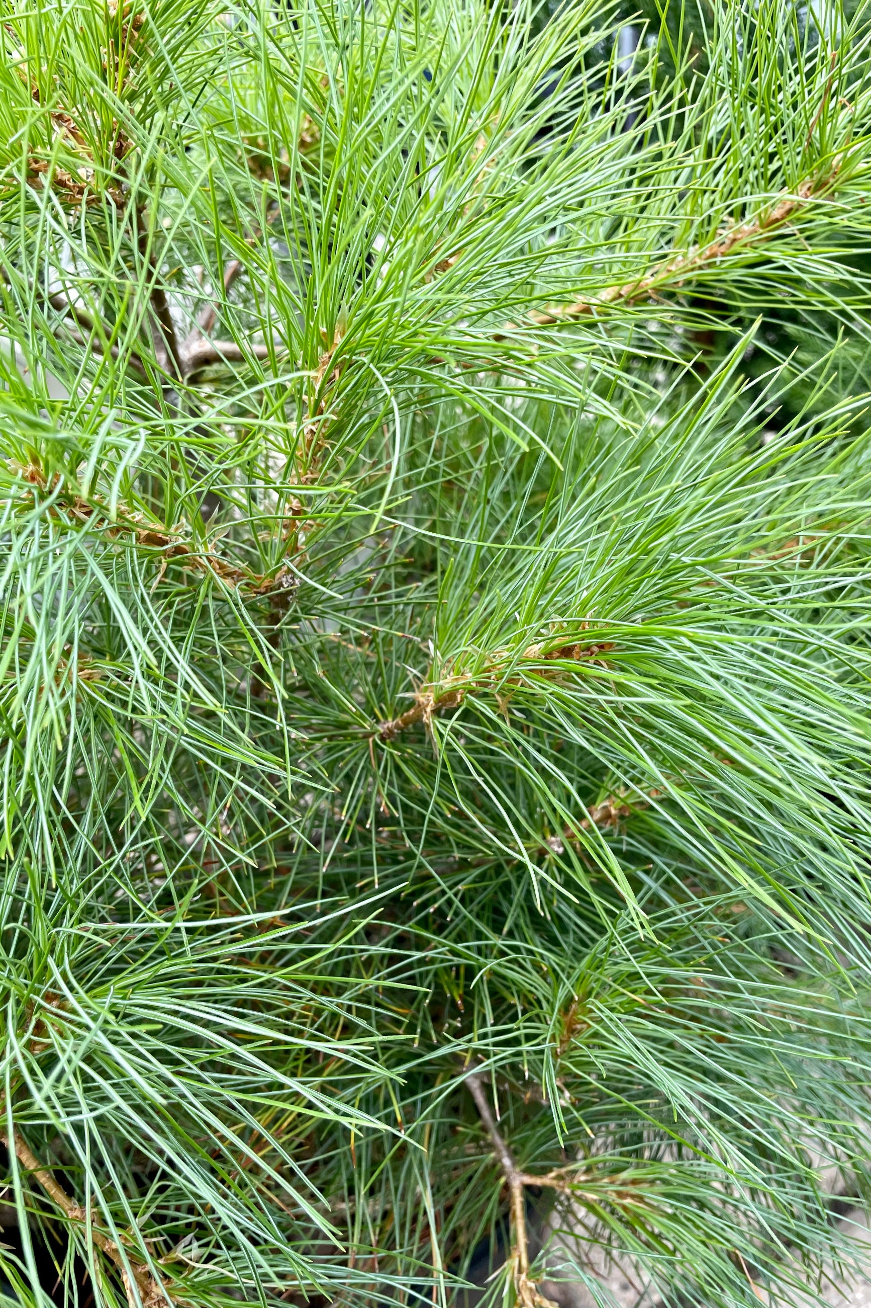 The whisky long blue green needles of the Pinus strobus the end of July at Sprout Home. ©Sprout Home