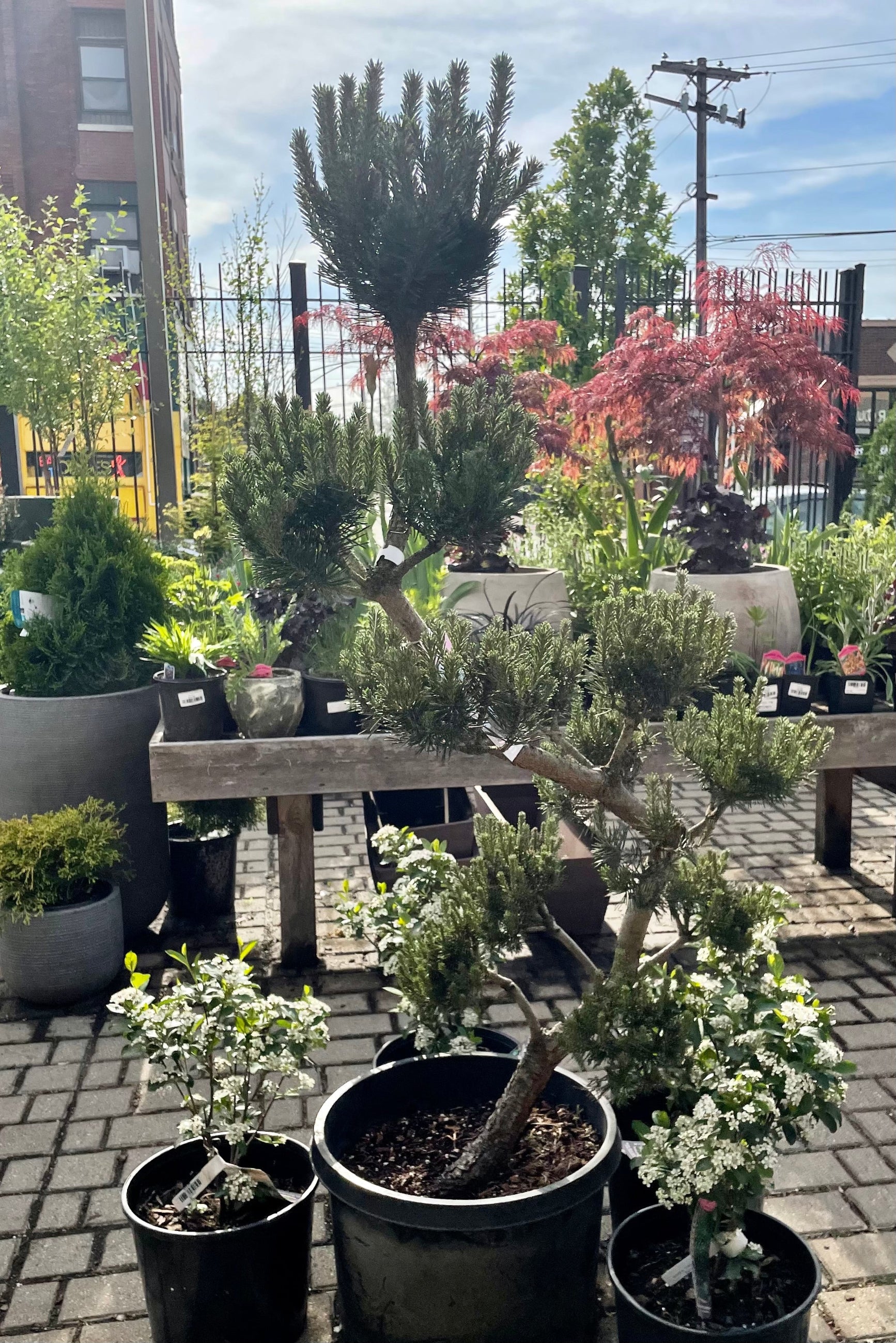 A 'French Blue' sculptured pine in a #10 pot in the Sprout Home yard sitting in front of a table of perennials. ©Sprout Home