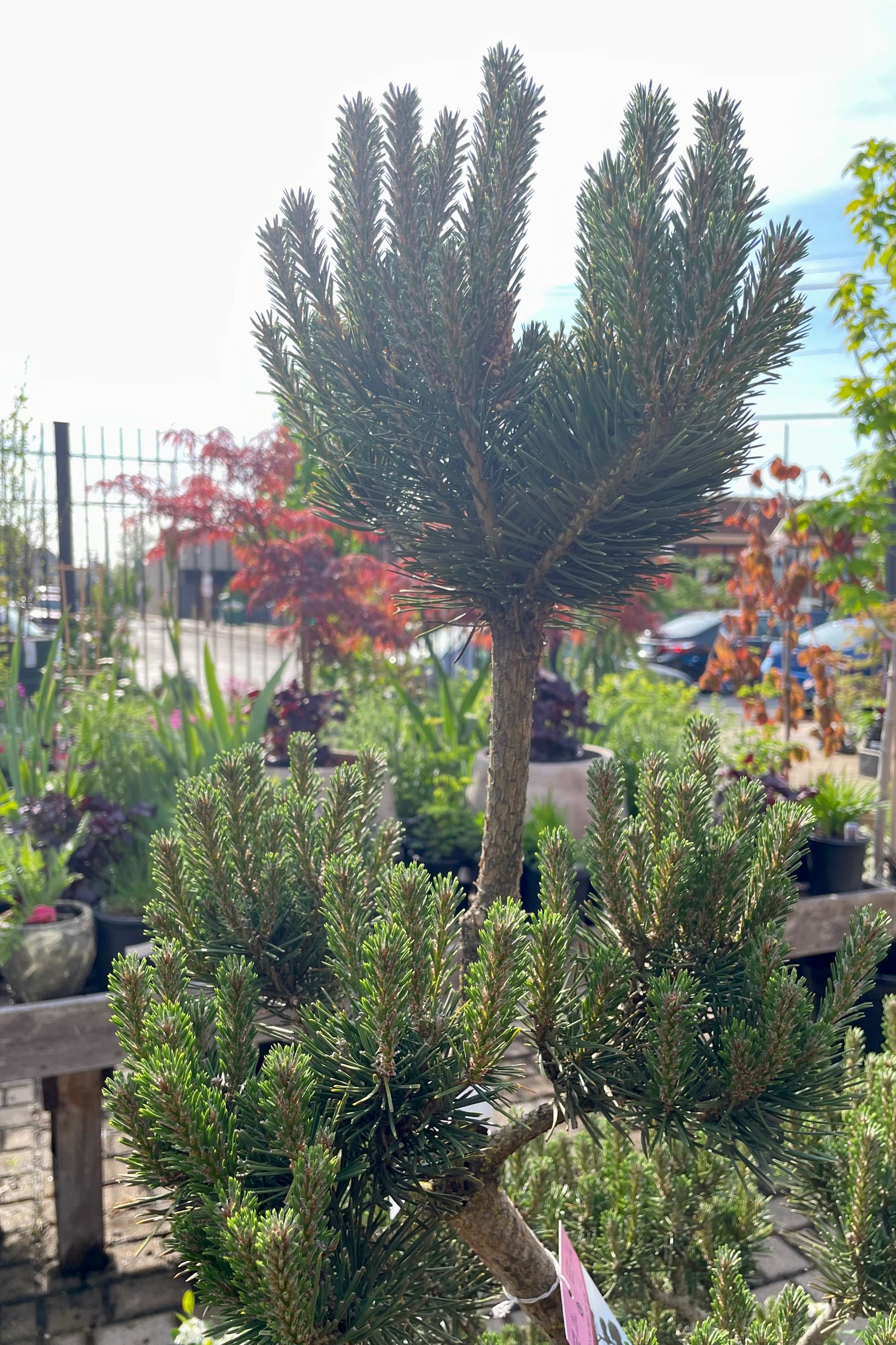 Up close picture of the blue green needles of the Pinus sylvestris 'French Blue' sculptured pine. ©Sprout Home