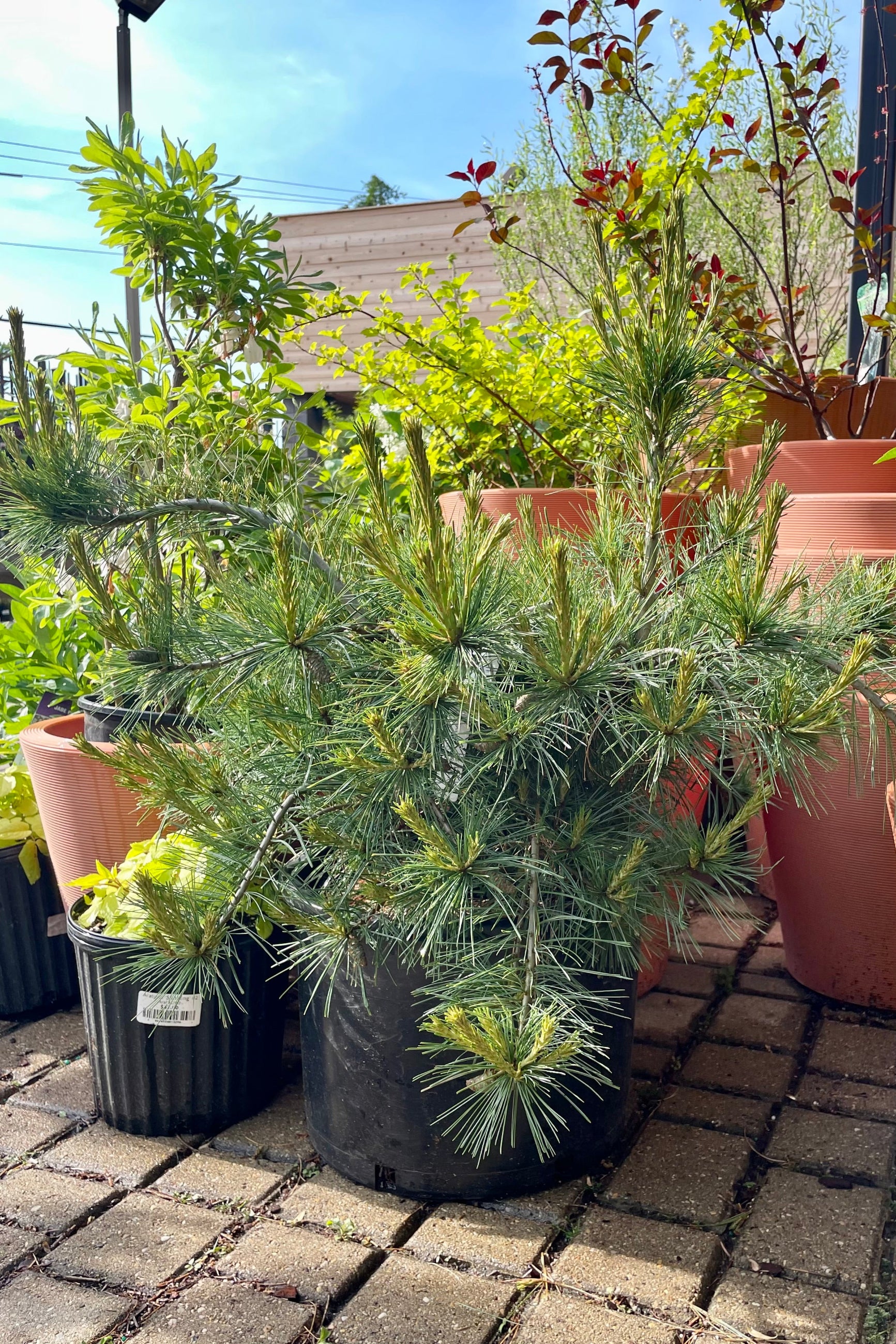The PInus 'Niagara Falls' in a #6 growers pot in the Sprout Home yard against terracotta color containers. ©Sprout Home