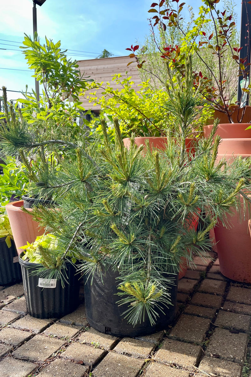 The PInus 'Niagara Falls' in a #6 growers pot in the Sprout Home yard against terracotta color containers.