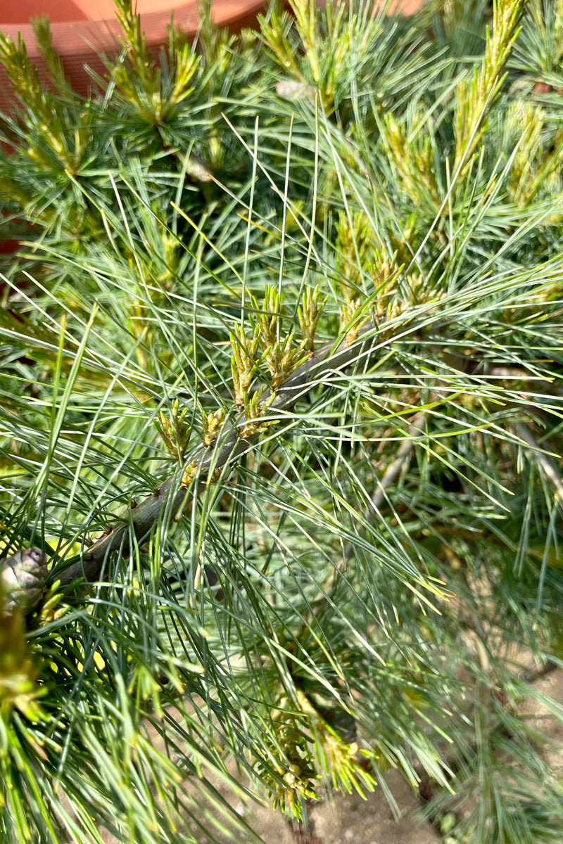 An up close picture of the blue green needles of the Pinus "Niagara Falls' in the Sprout Home yard.